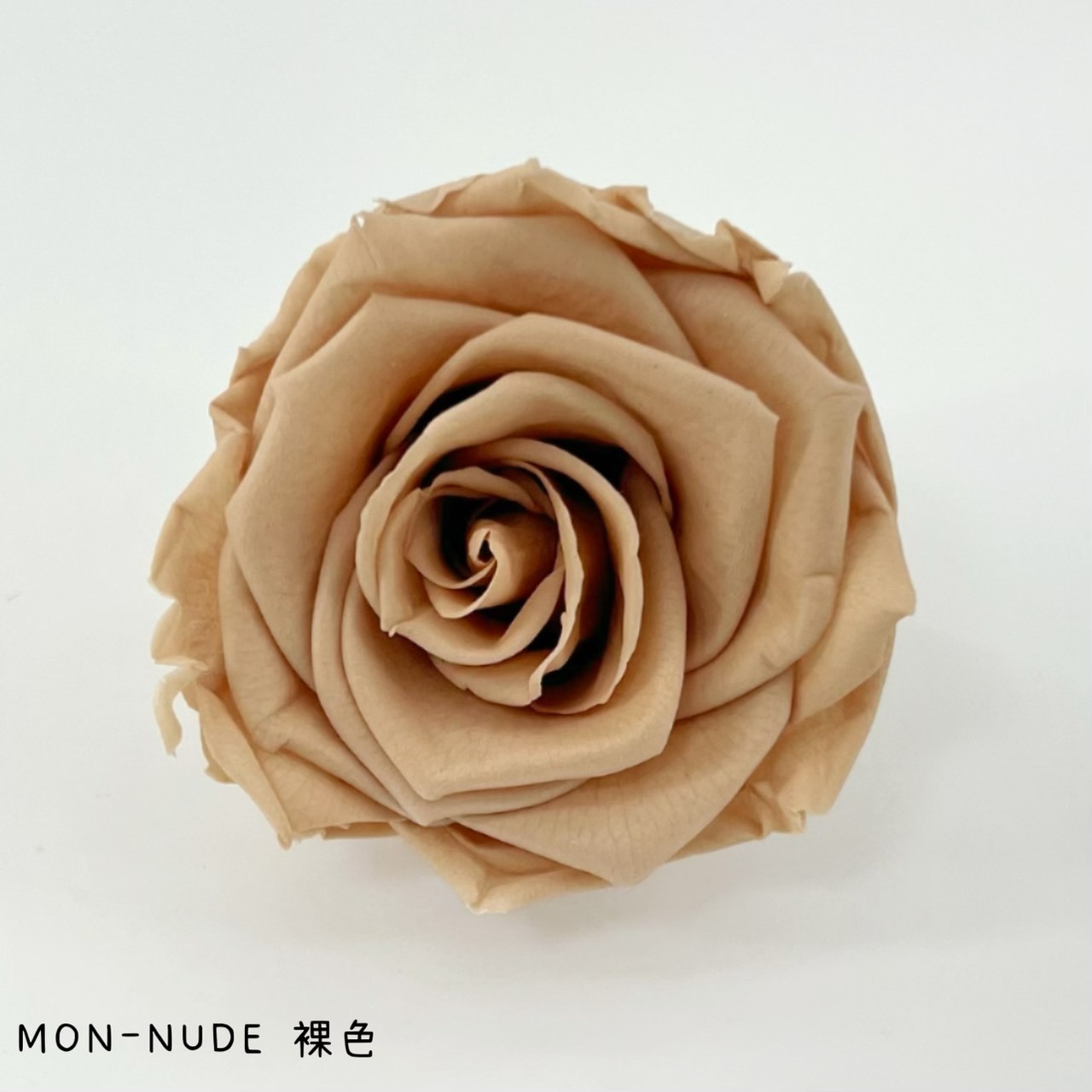 哥倫比亞 VERMEILLE-MON(X3朵) 裸色