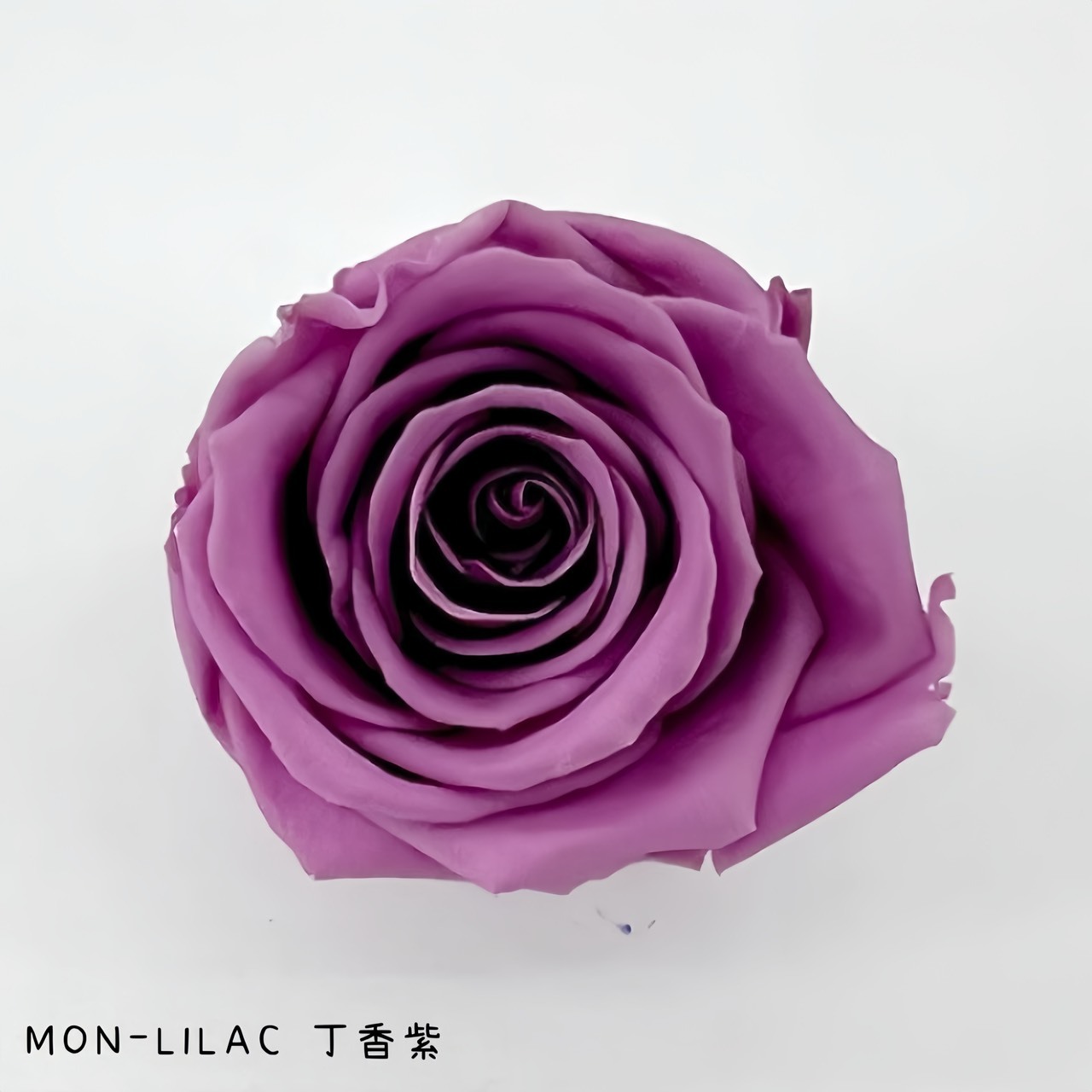 哥倫比亞 VERMEILLE-MON(X3朵) 丁香紫