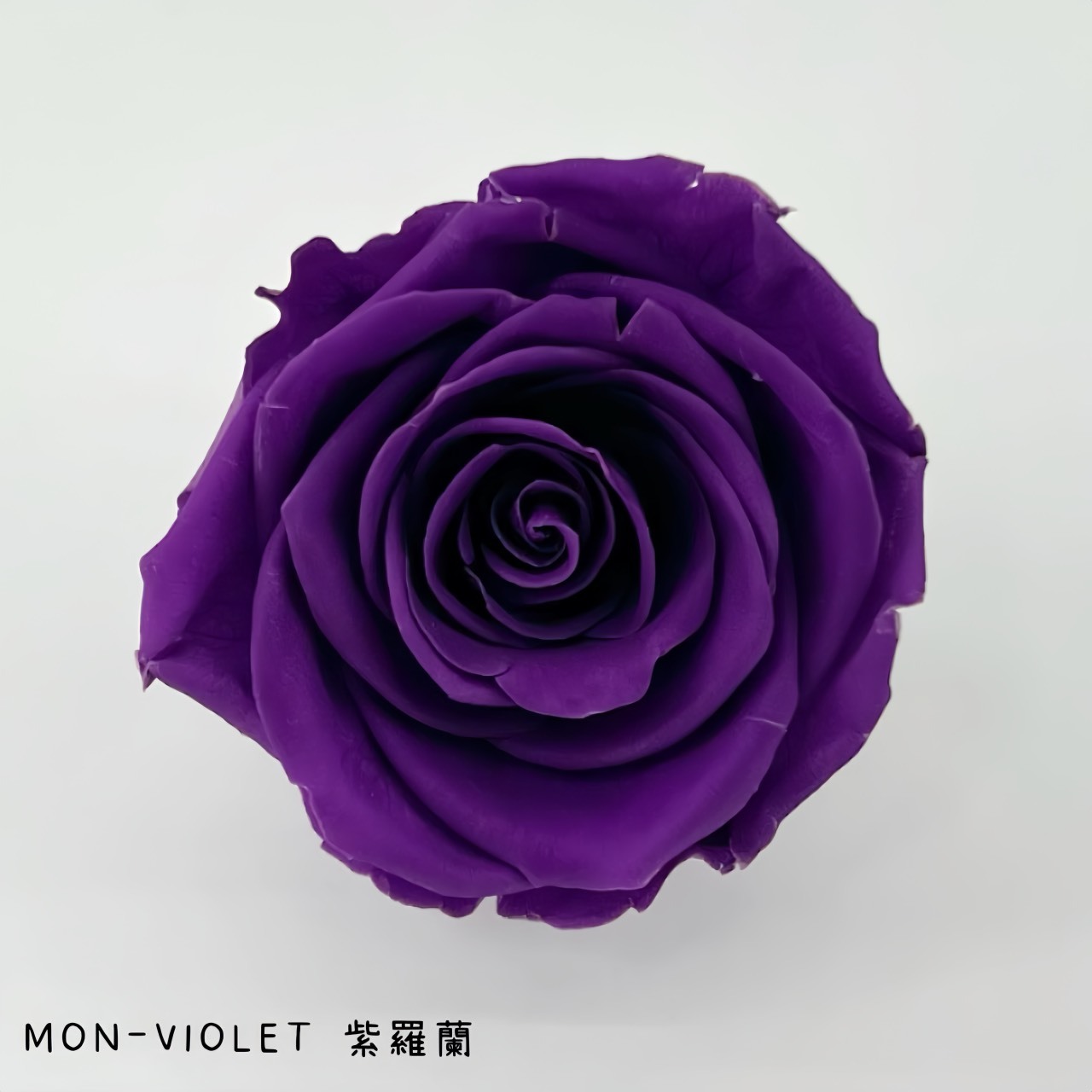 哥倫比亞 VERMEILLE-MON(X3朵) 紫羅蘭