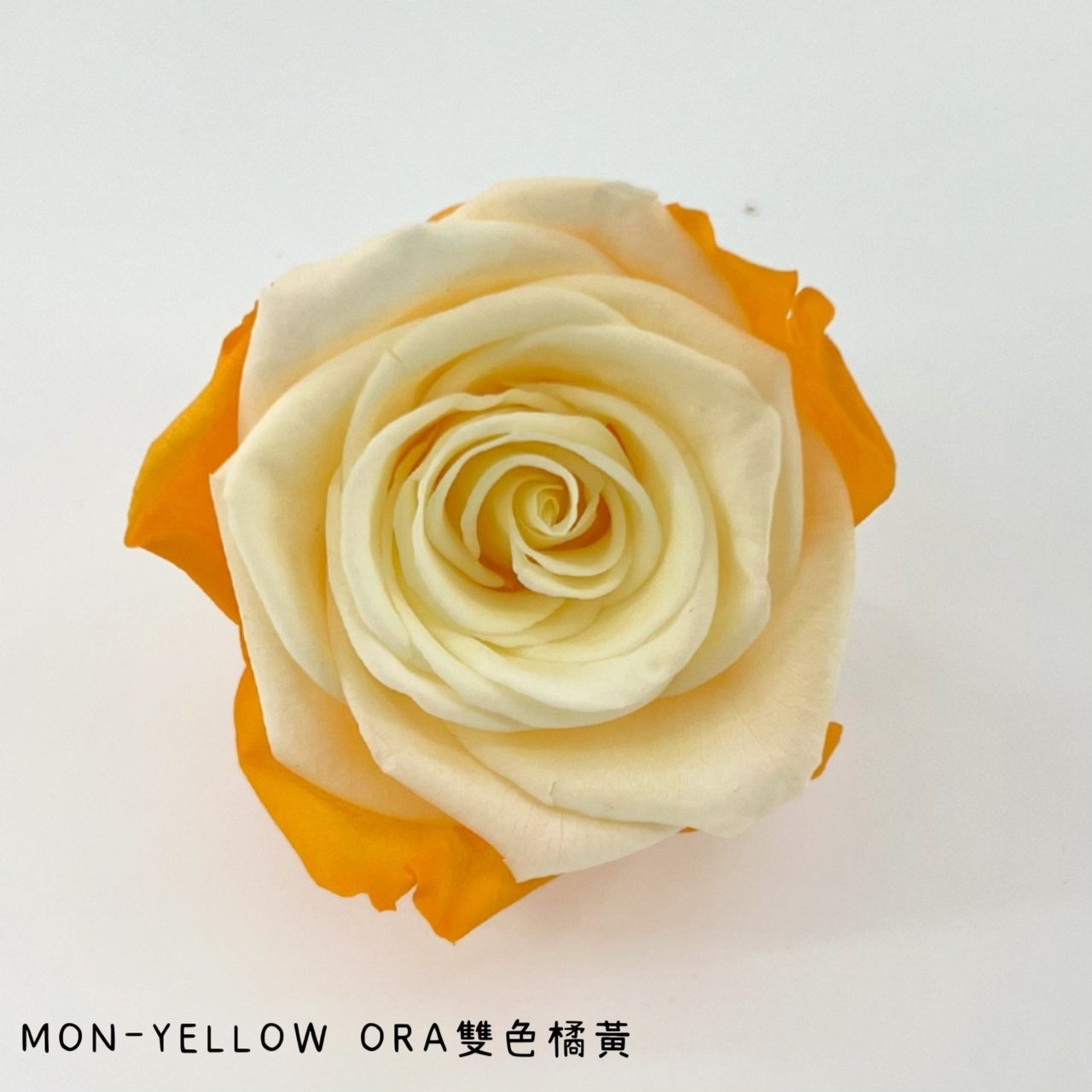 哥倫比亞 VERMEILLE-MON(X3朵) 雙色橘黃