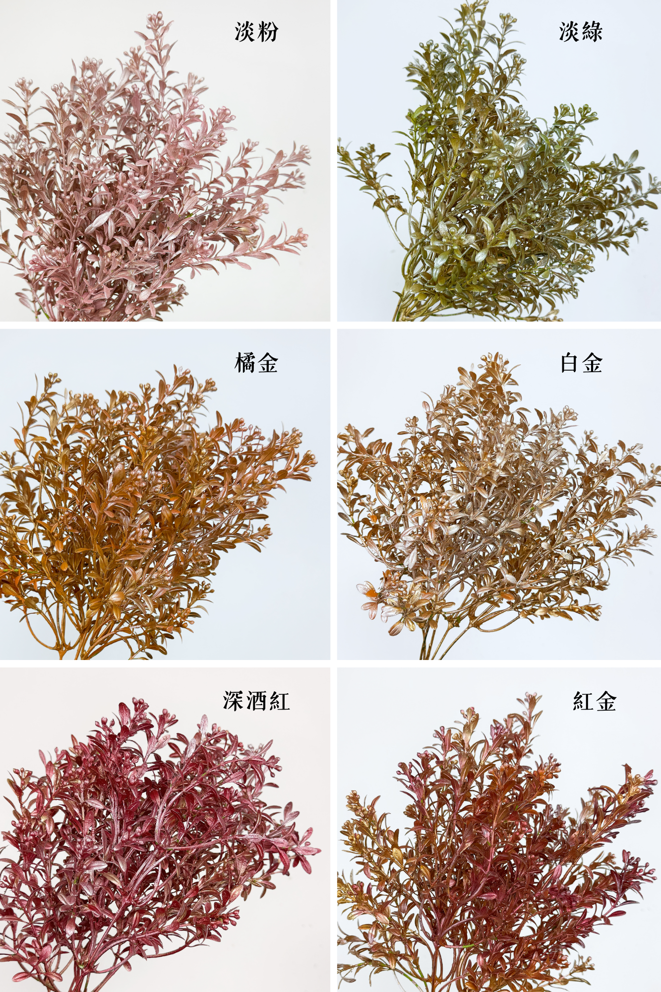 擬真月見草