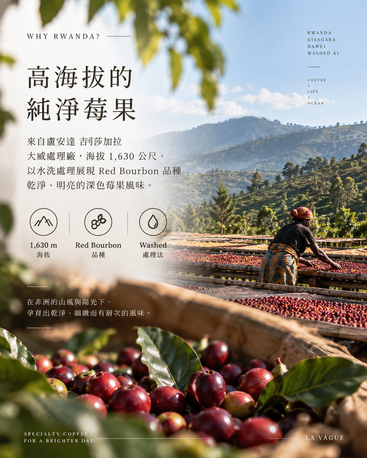 盧安達 大威處理廠 黑莓烏烏 水洗 A1｜淺焙｜227g