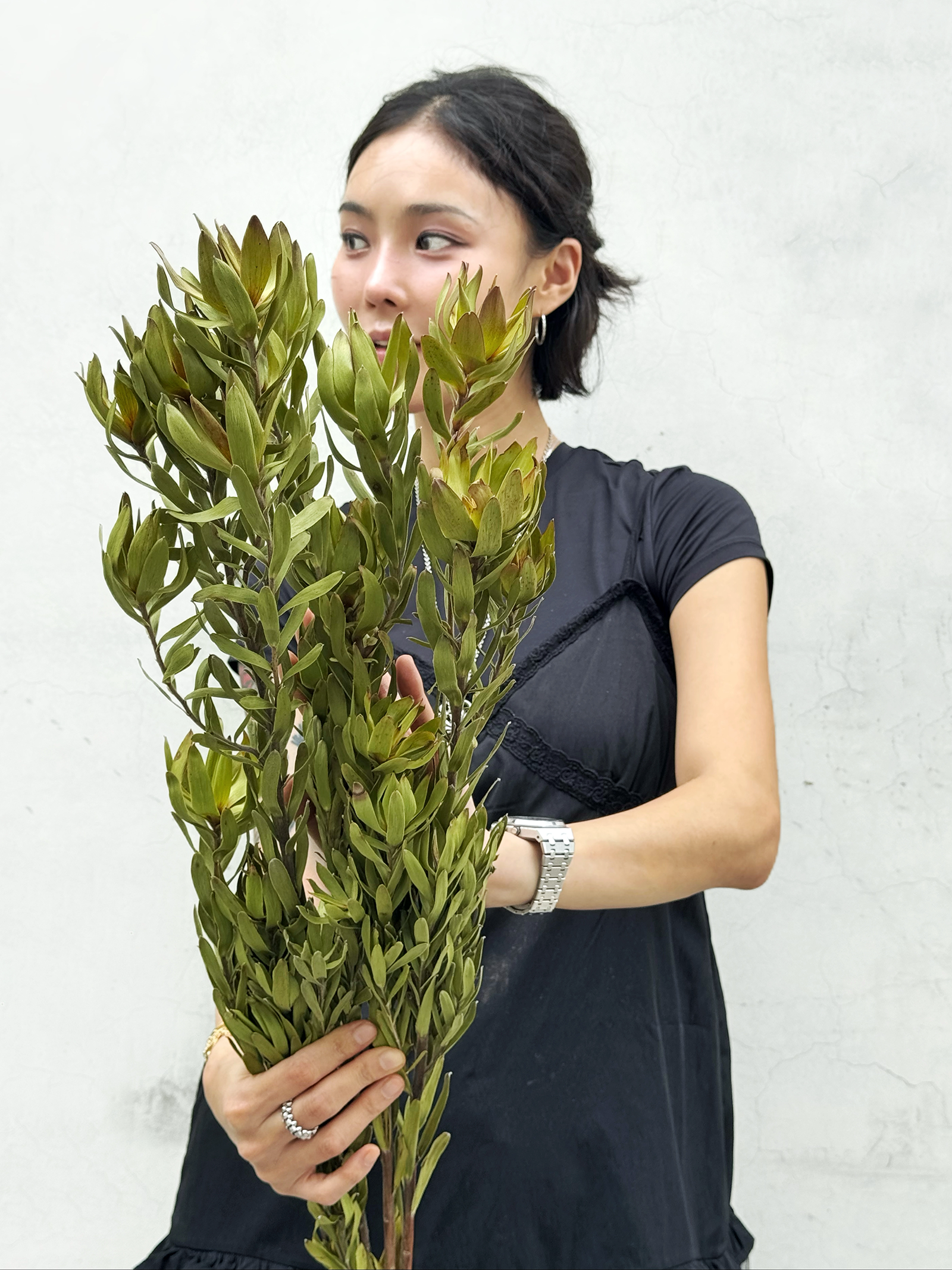 乾燥非洲鬱金香