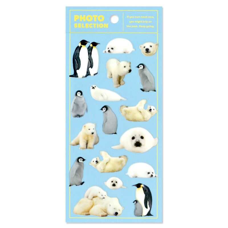 海洋動物 動物寫真照片 透明PET貼紙｜日本Mind Wave