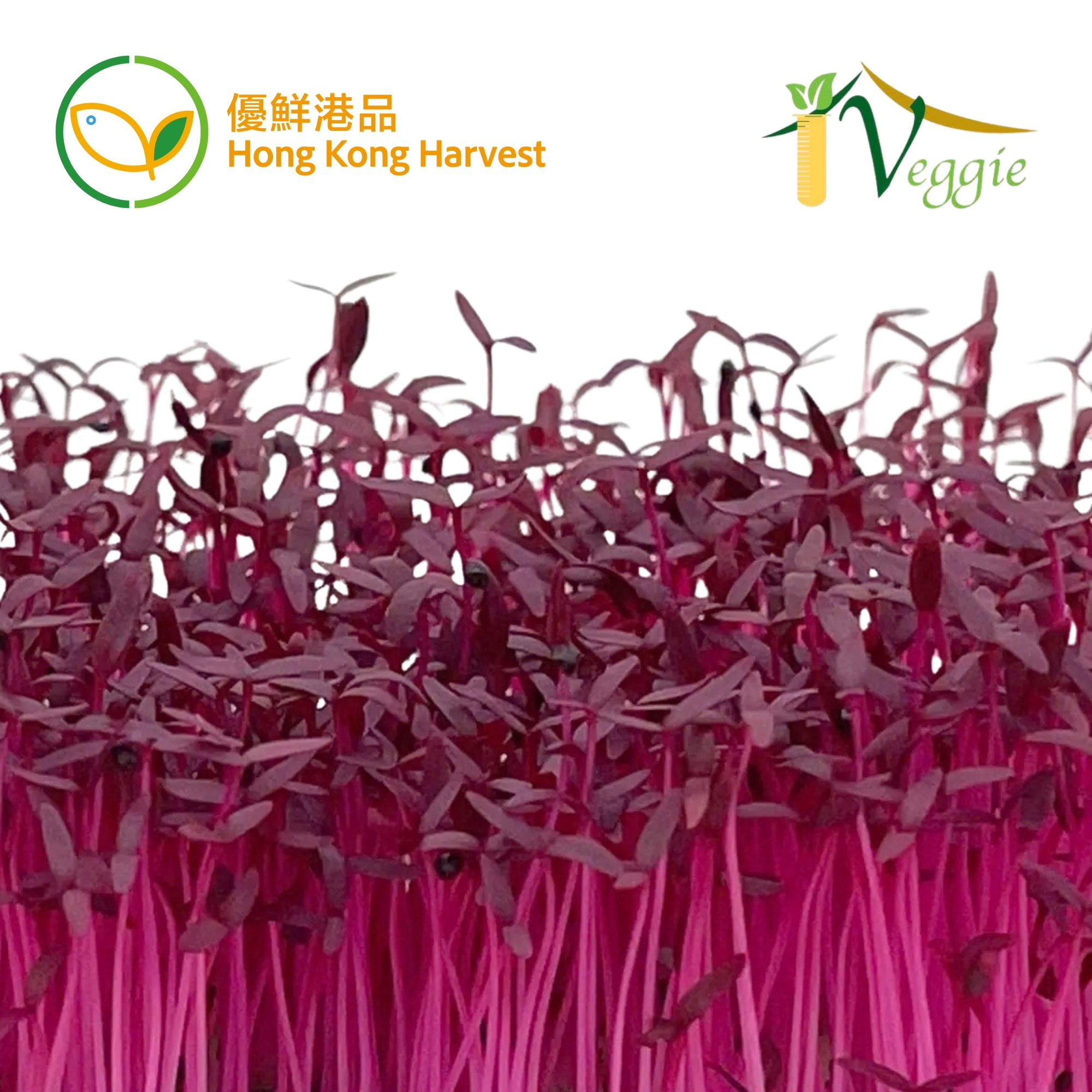 HONG KONG HARVEST - Local hydroponic Microgreens (Red Amaranth) (BOX)