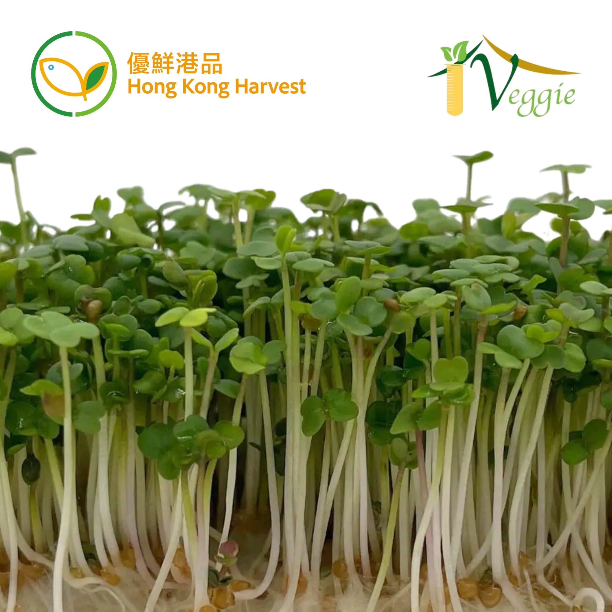 HONG KONG HARVEST - Local hydroponic Microgreens (Rocket) (BOX)