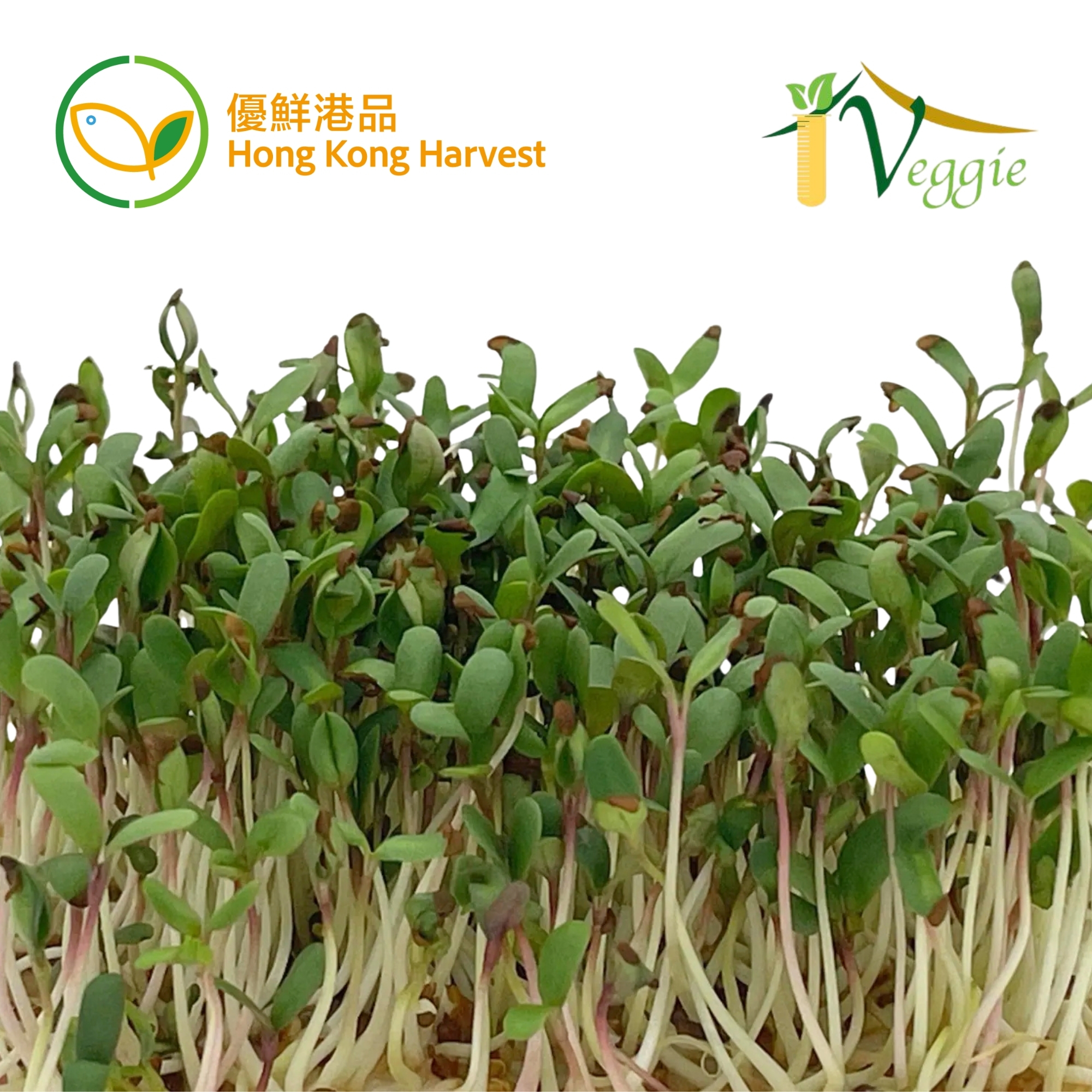HONG KONG HARVEST - Local hydroponic Microgreens (Alfalfa) (BOX)