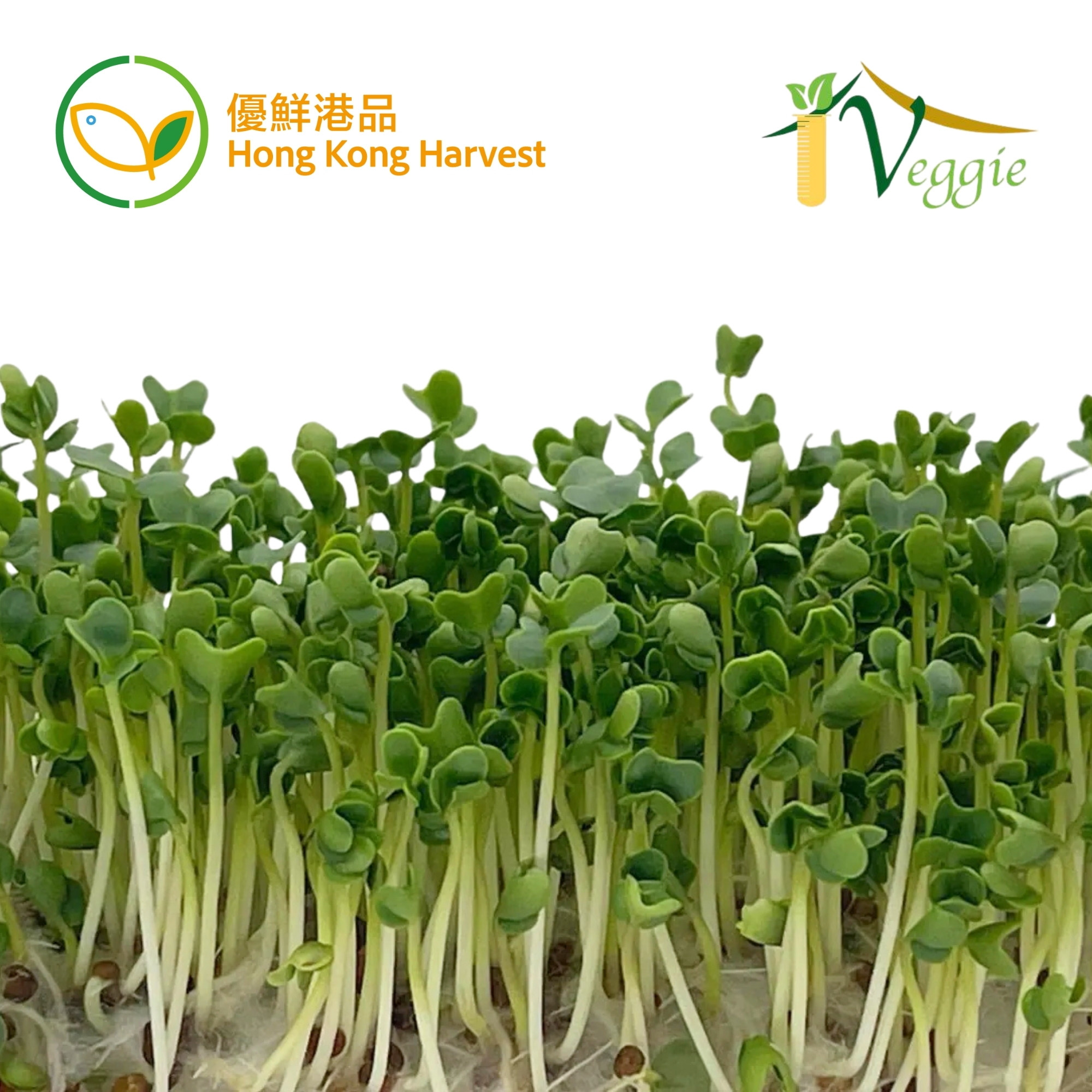 HONG KONG HARVEST - Local hydroponic Microgreens (Broccoli)(BOX)