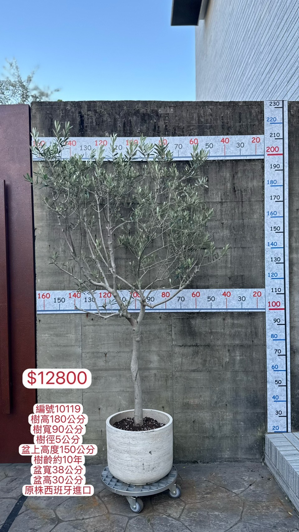 【橄享】 Olive tree 10年樹齡 西班牙進口銀葉油橄欖樹 橄欖樹 銀葉橄欖樹 陽台植物 開幕送禮