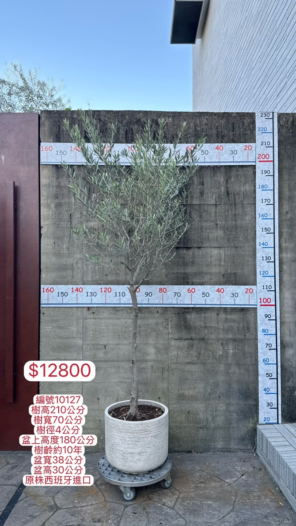 【橄享】 Olive tree 10年樹齡 西班牙進口銀葉油橄欖樹 橄欖樹 銀葉橄欖樹 陽台植物 開幕送禮