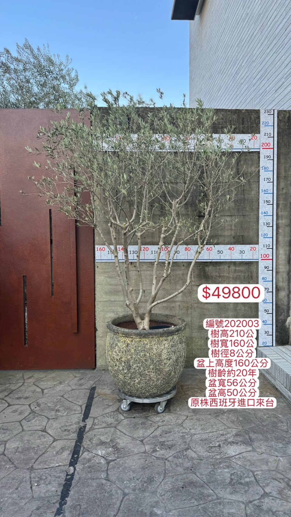 【橄享】 Olive tree 多分枝20年樹齡 手工落灰陶盆系列 西班牙進口銀葉油橄欖樹 橄欖樹 銀葉橄欖樹 陽台植物 開幕送禮