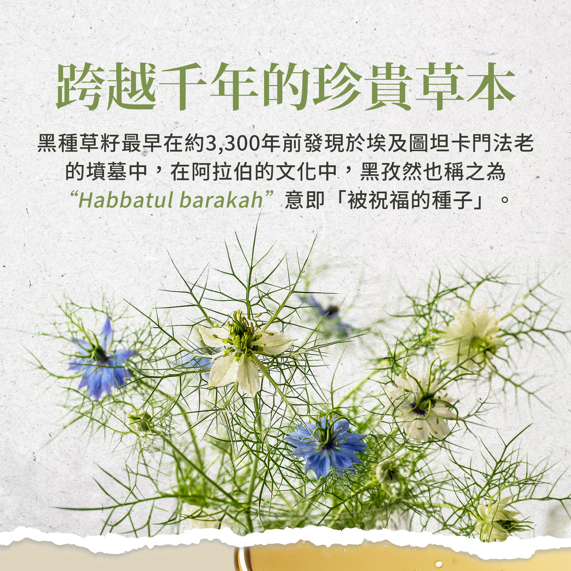 黑種草油膠囊500mg (400顆/罐)