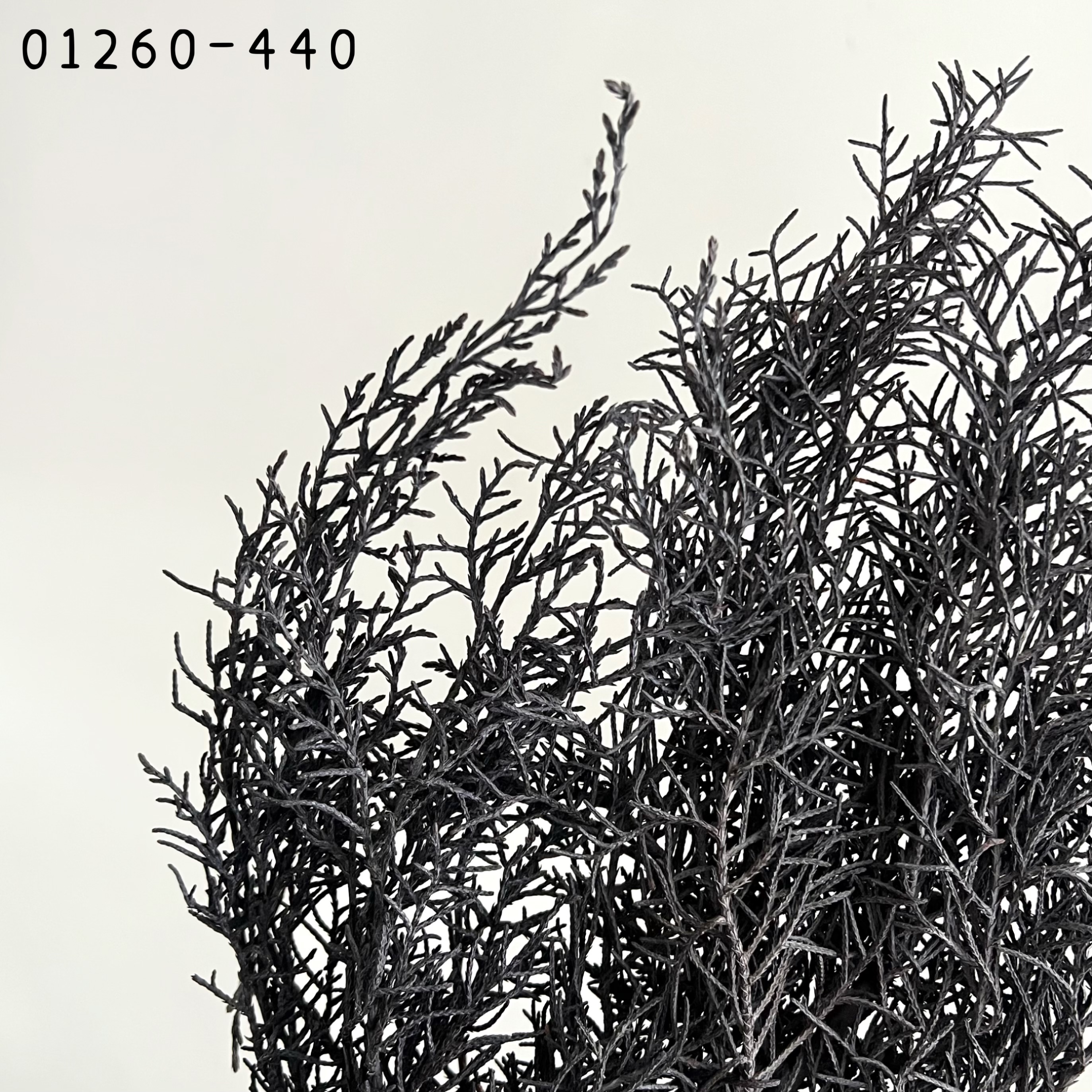 日本不凋藍柏 01260-440