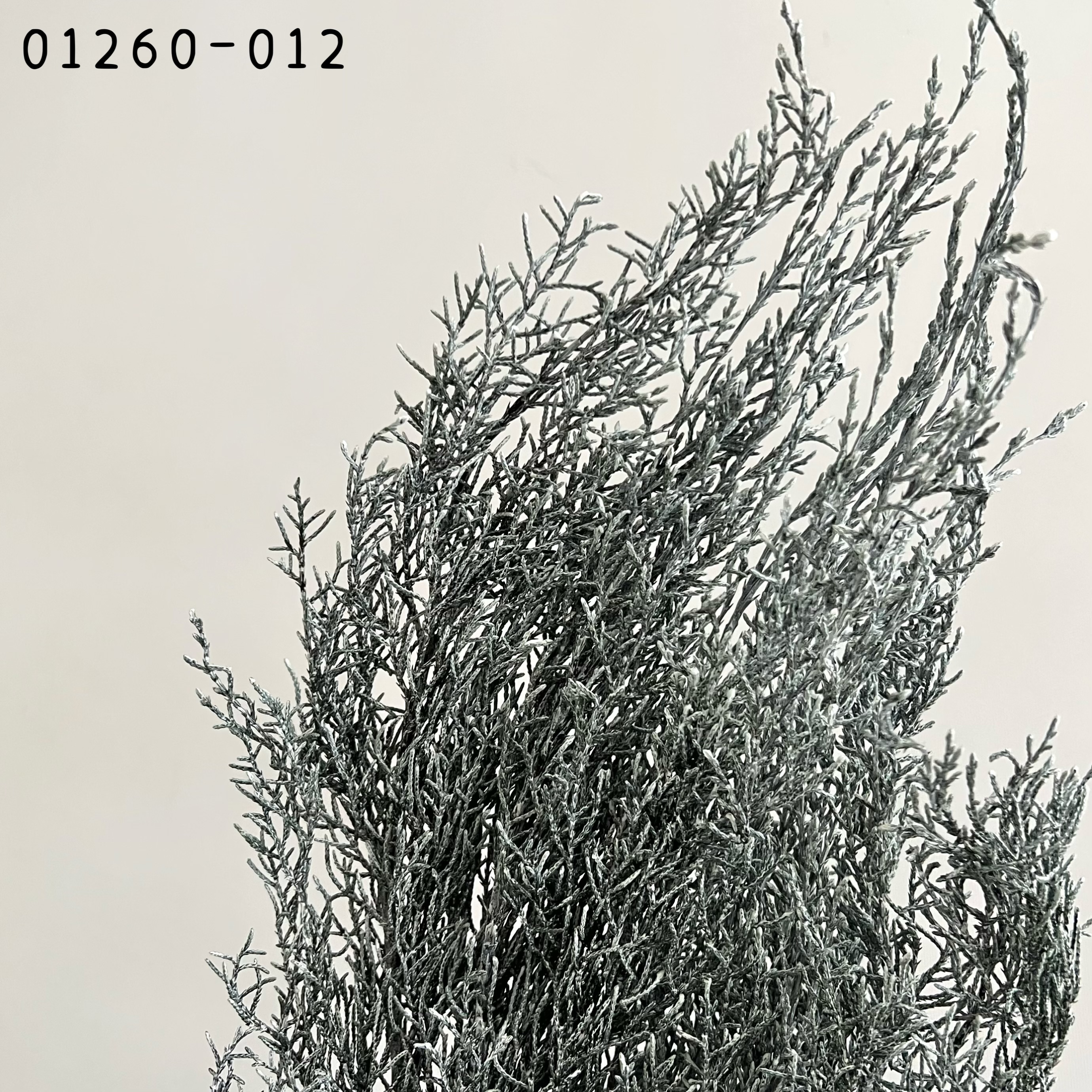 01260-012 不凋藍柏