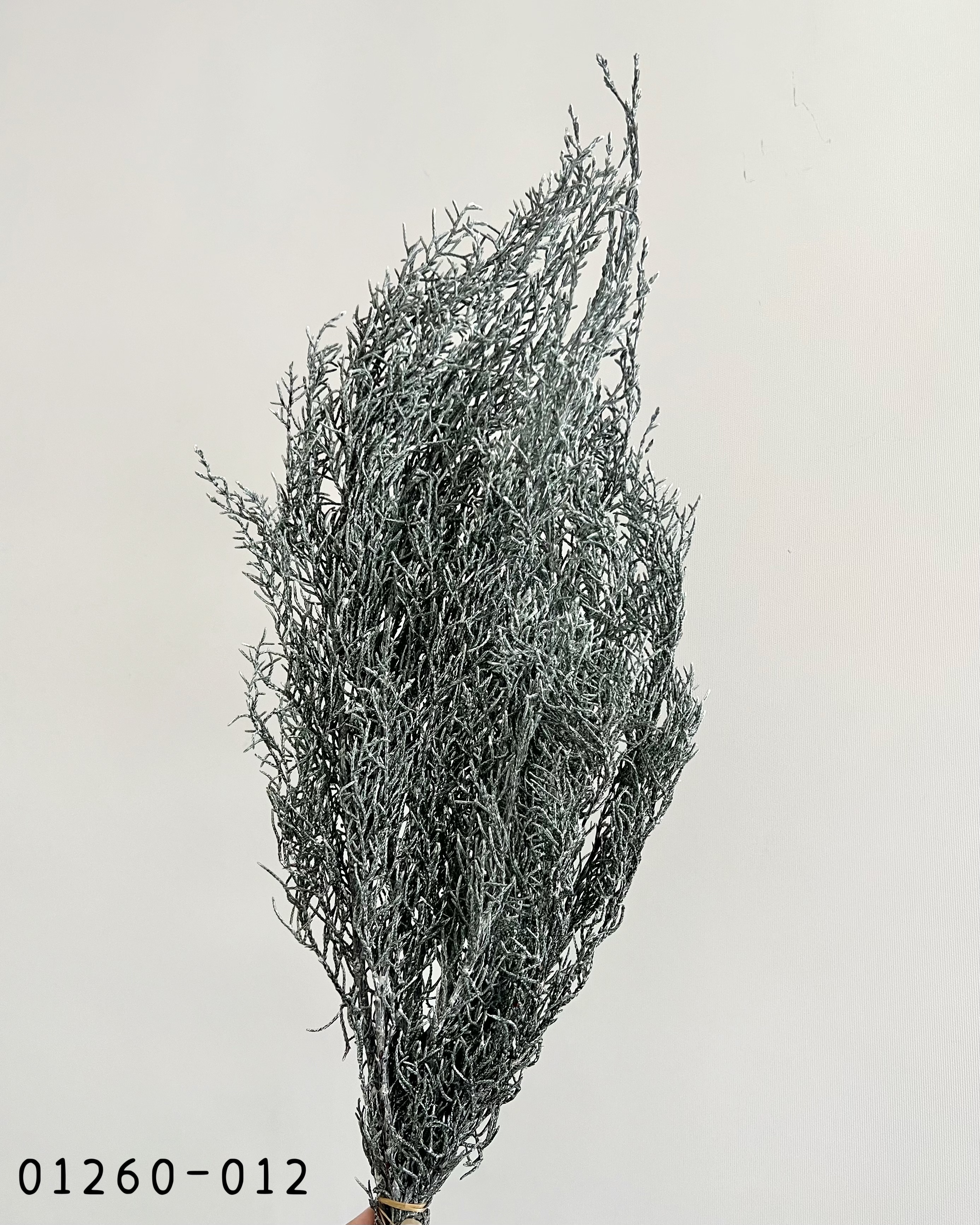 01260-012 不凋藍柏