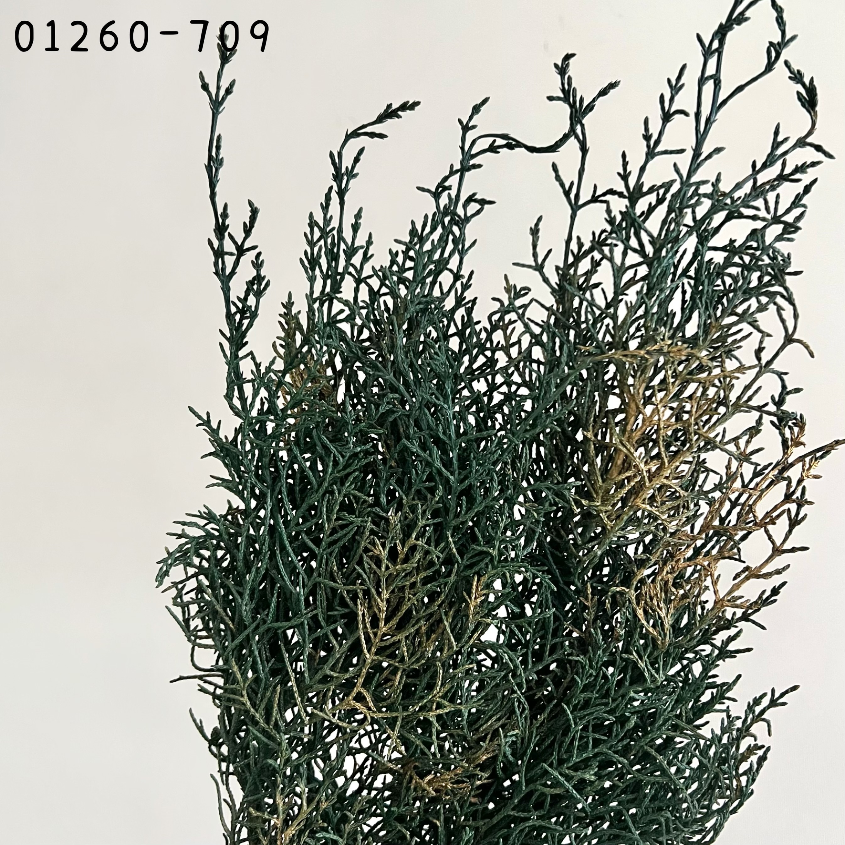 日本不凋藍柏 01260-709