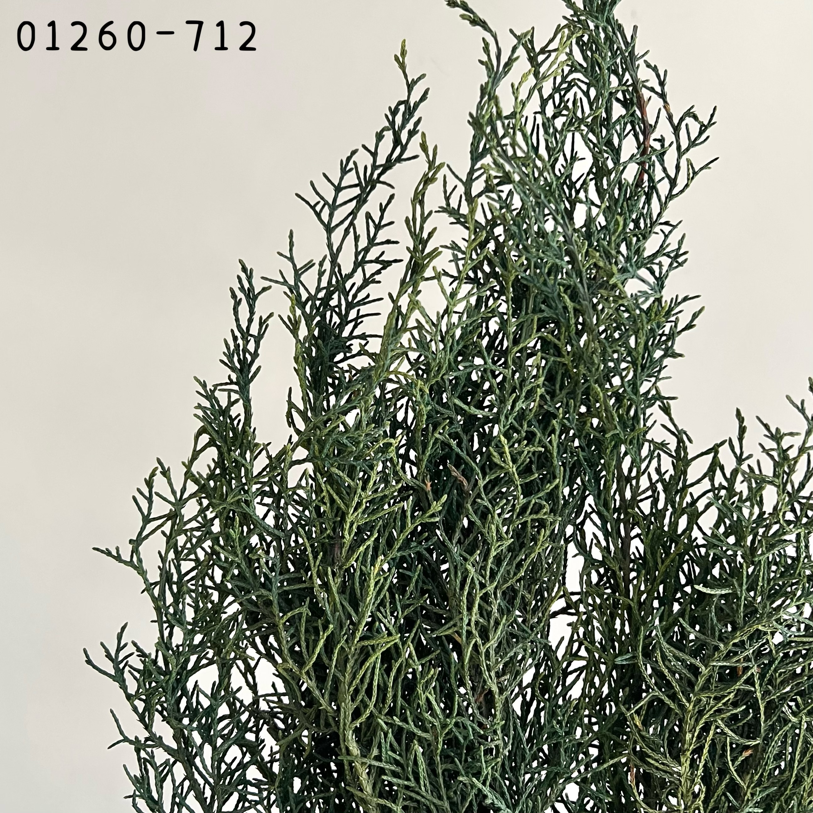 日本不凋藍柏 01260-712