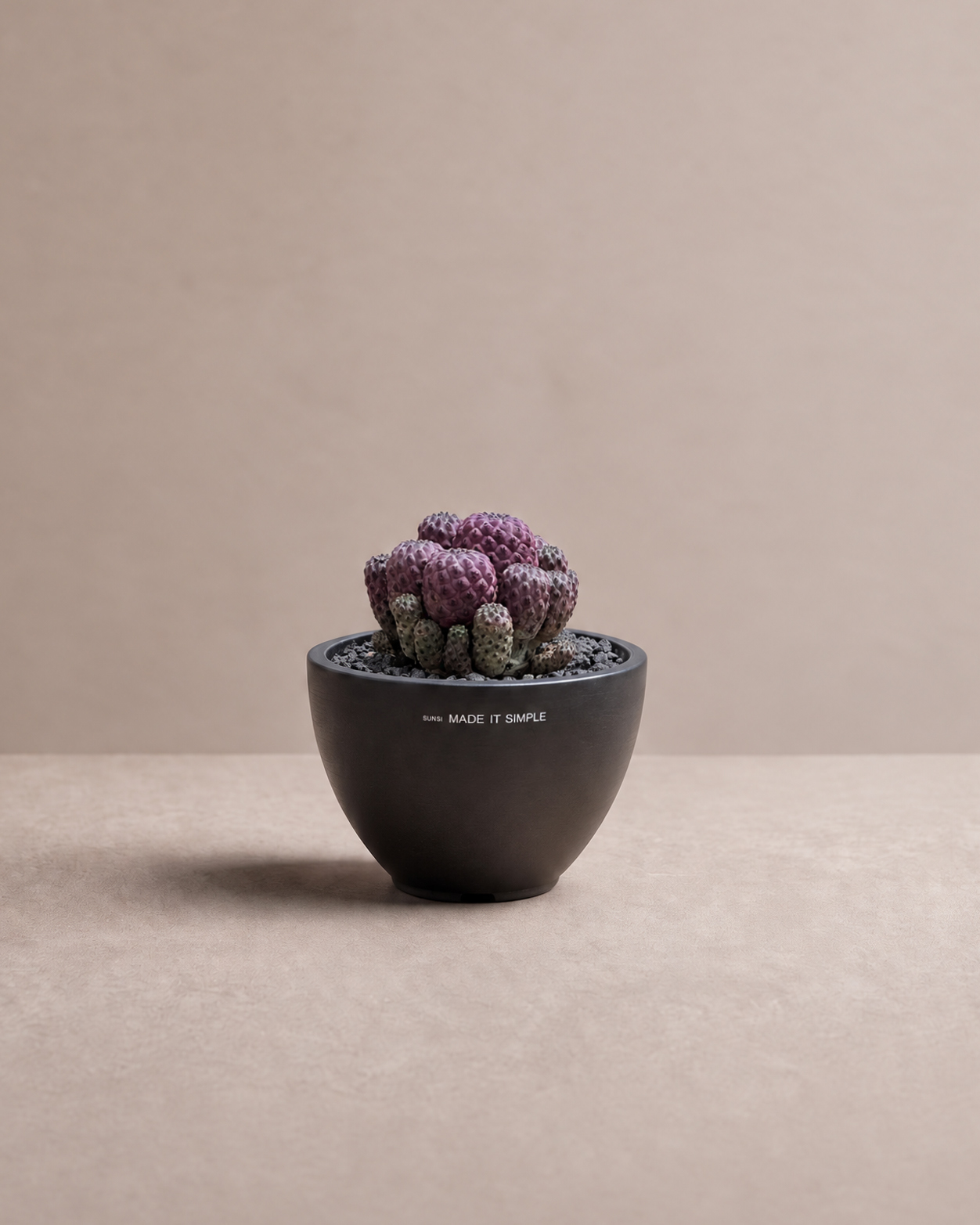 Sulcorebutia rauschii