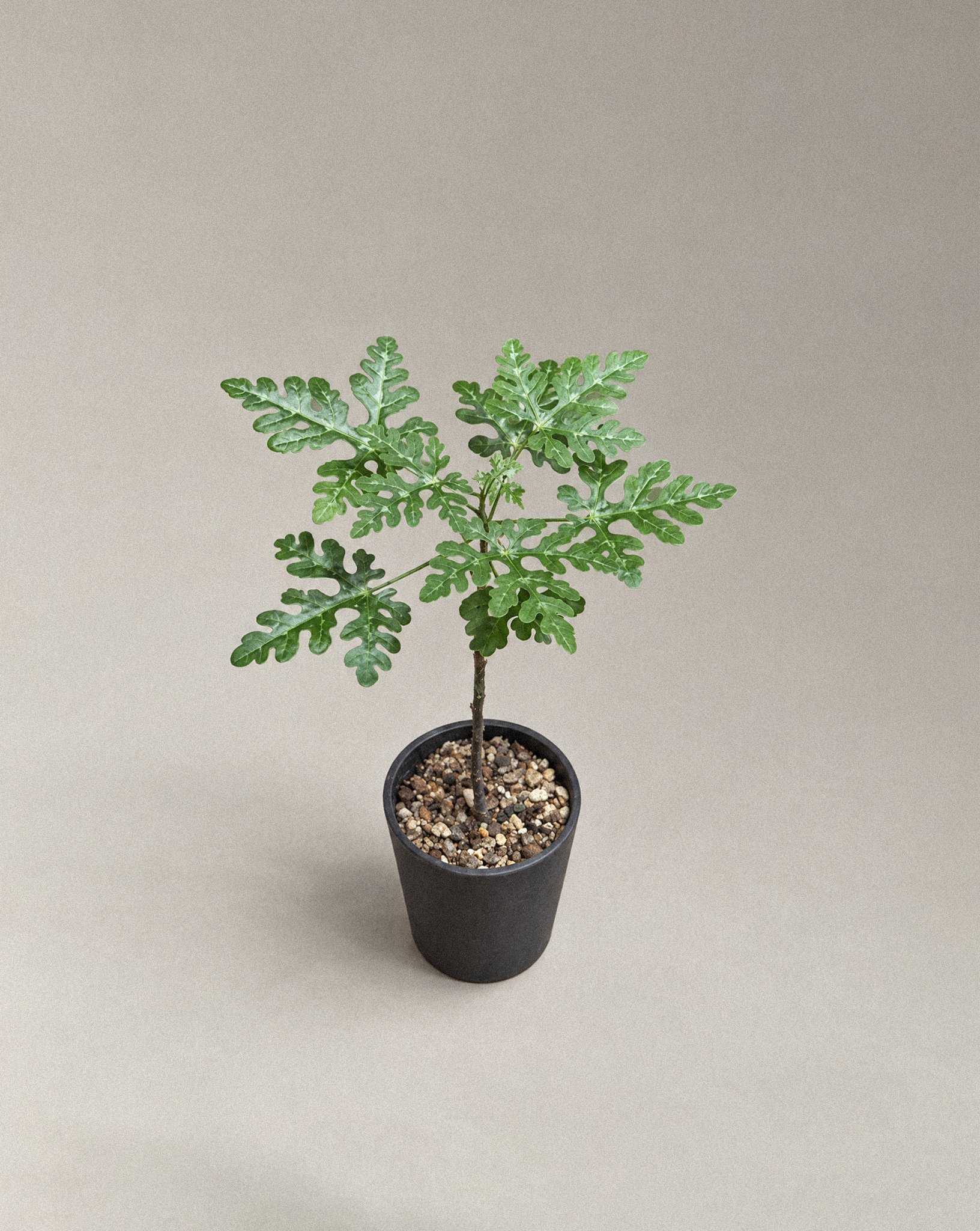 Adenia sp. nova