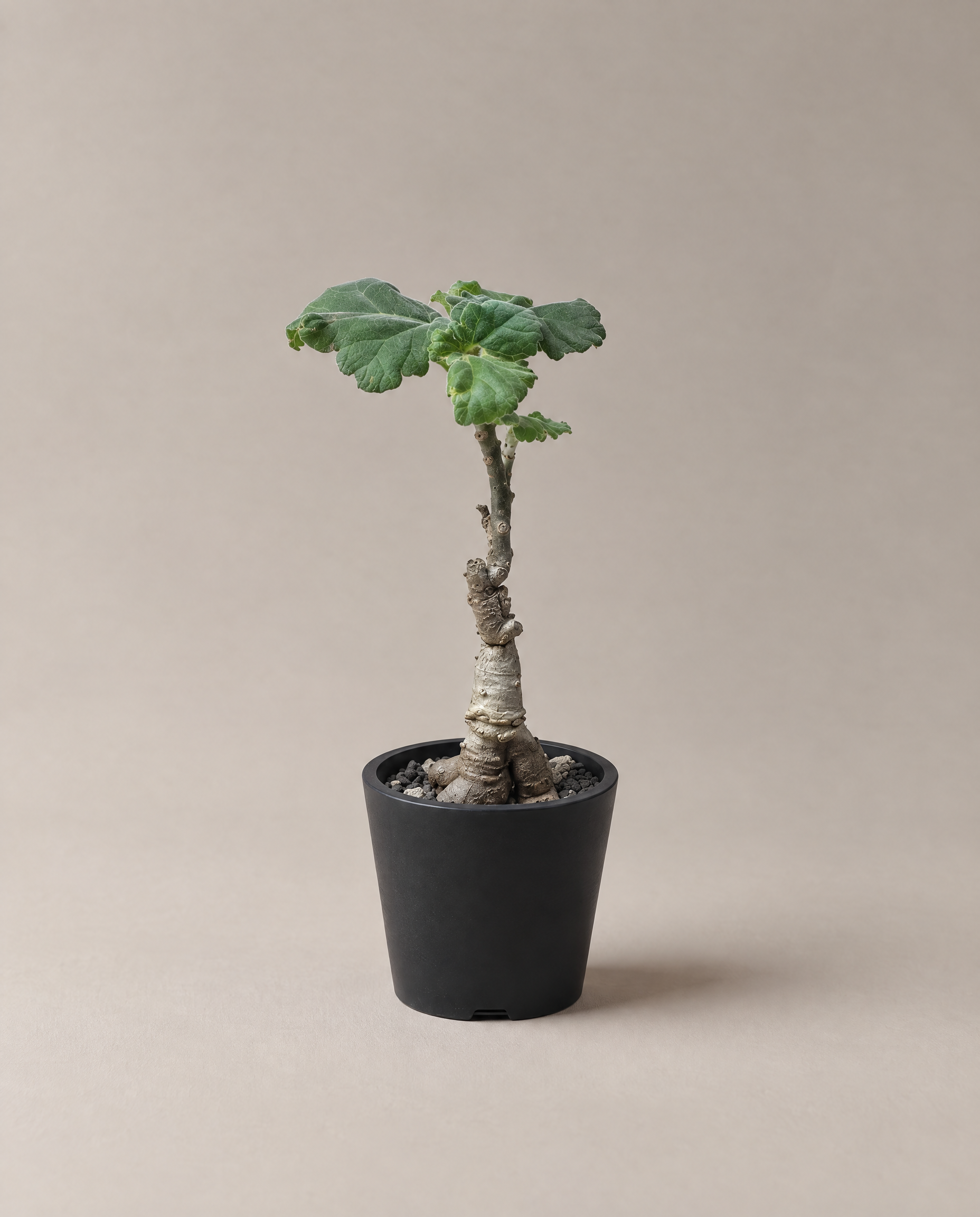 Uncarina roeoesliana