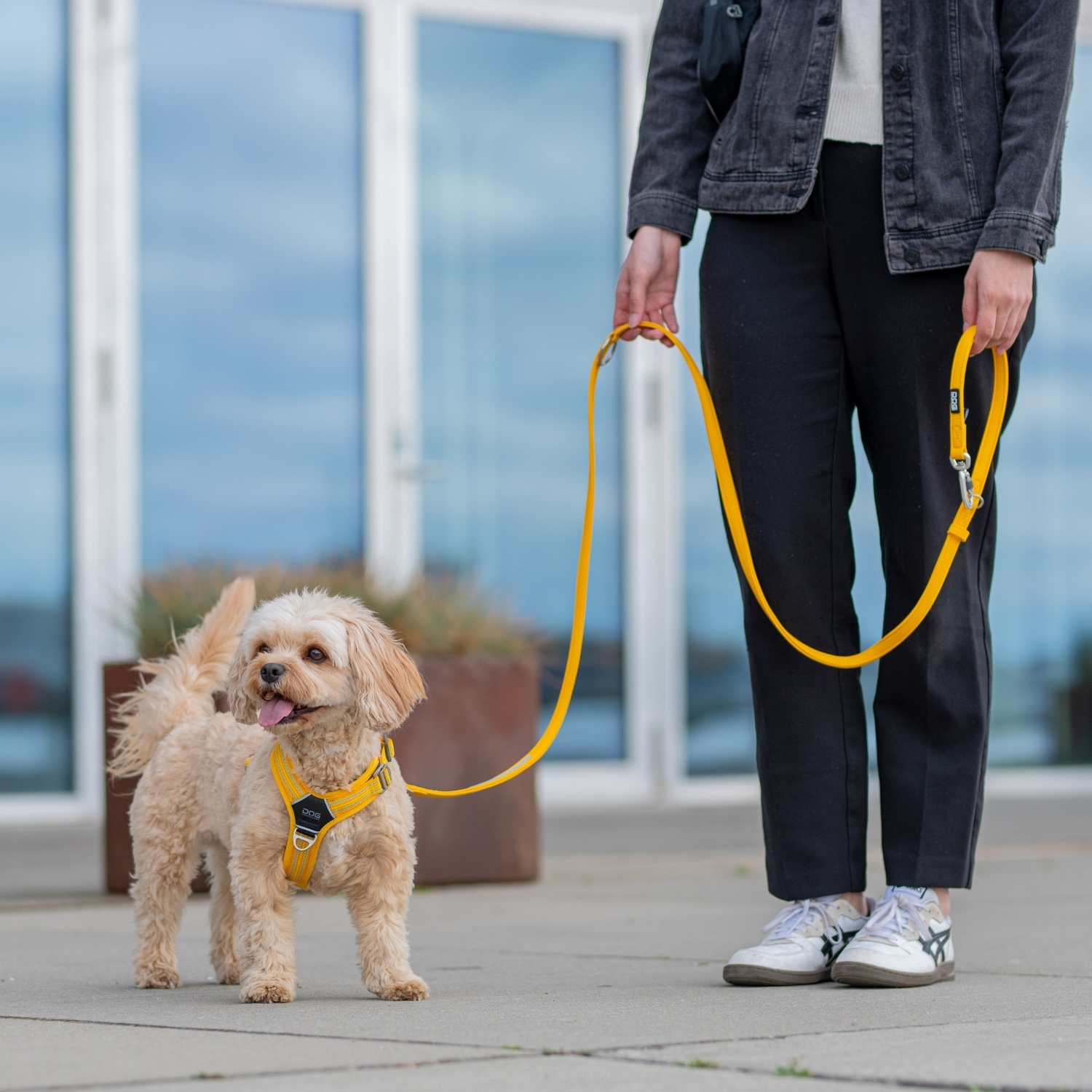 丹麥犬牽繩與胸背