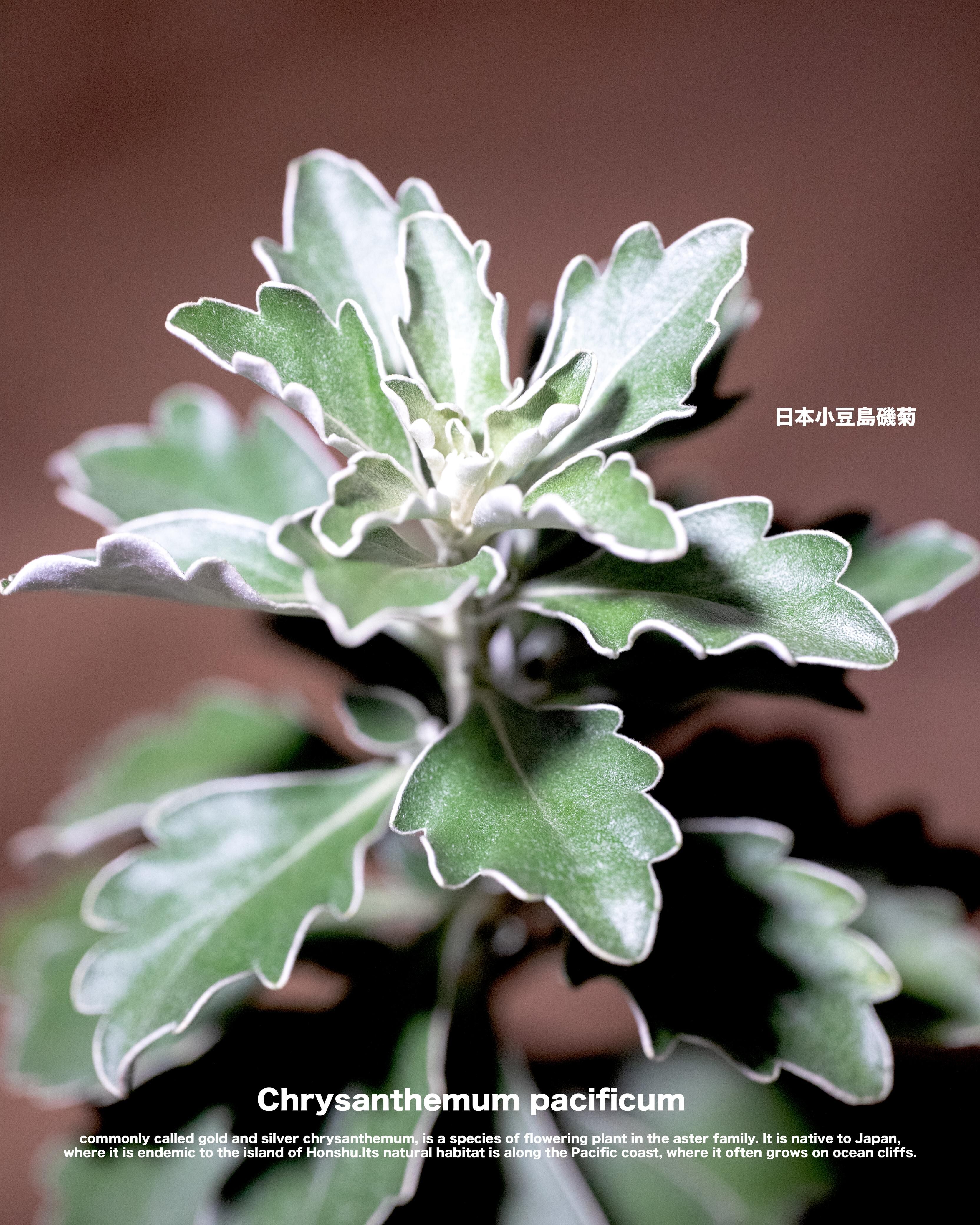 日本小豆島磯菊 — 海岸岩石上的銀邊小菊