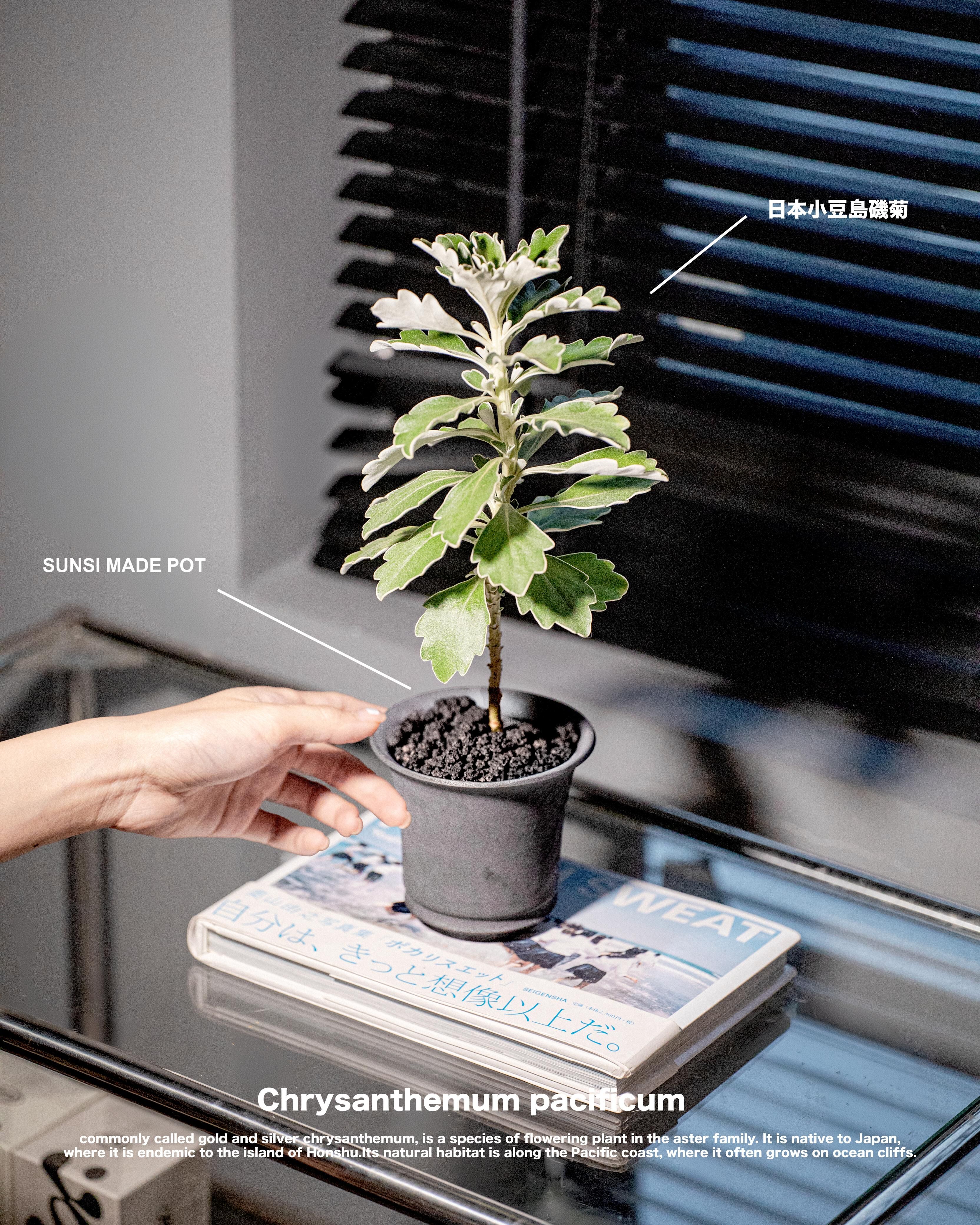 日本小豆島磯菊 — 海岸岩石上的銀邊小菊