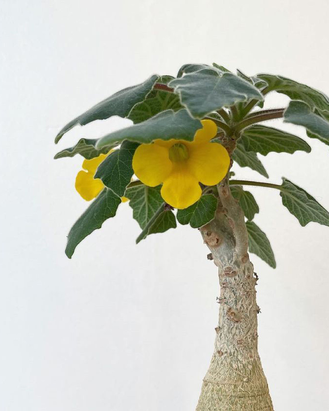 Uncarina roeoesliana