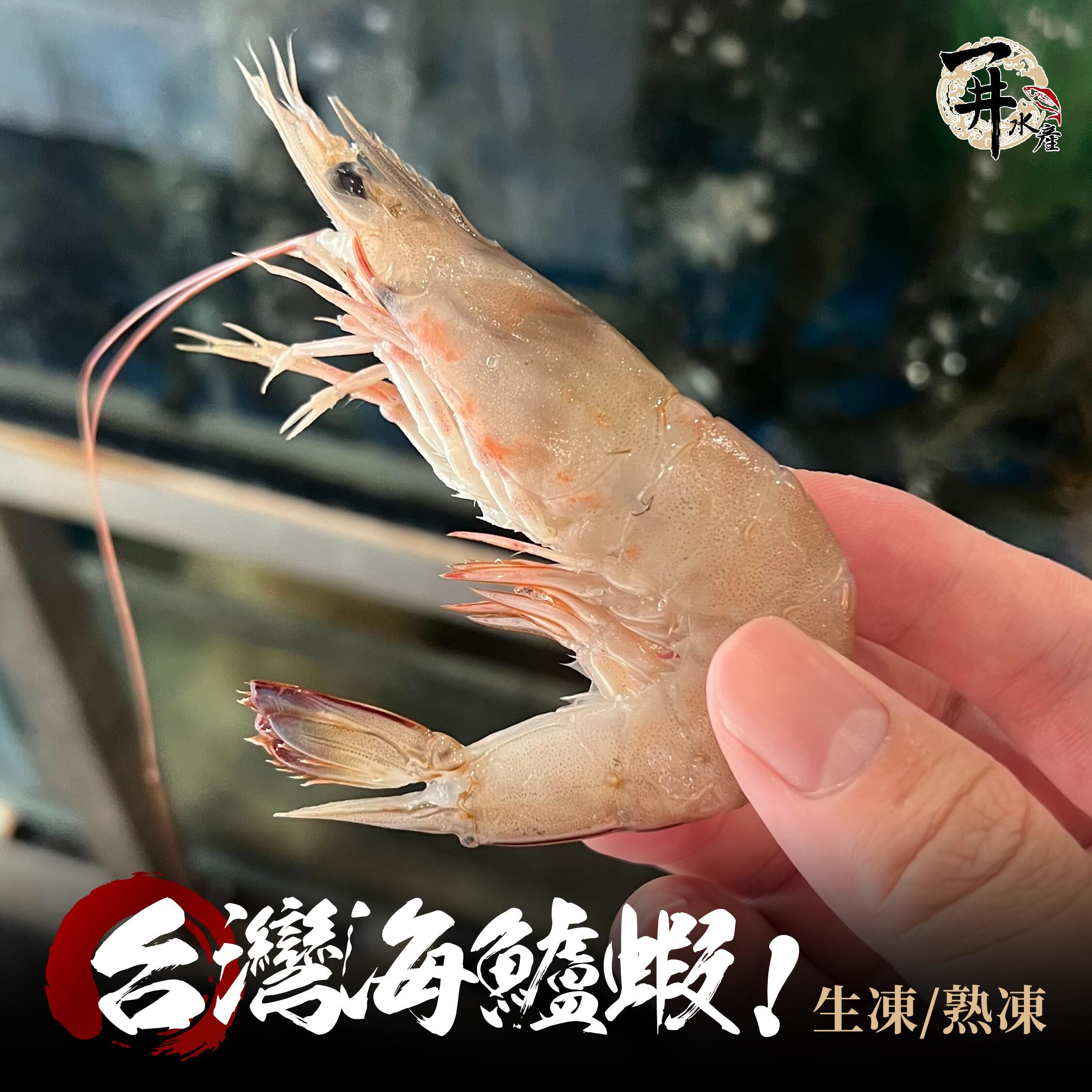 野生海鱸蝦｜海蘆蝦・劍角新對蝦