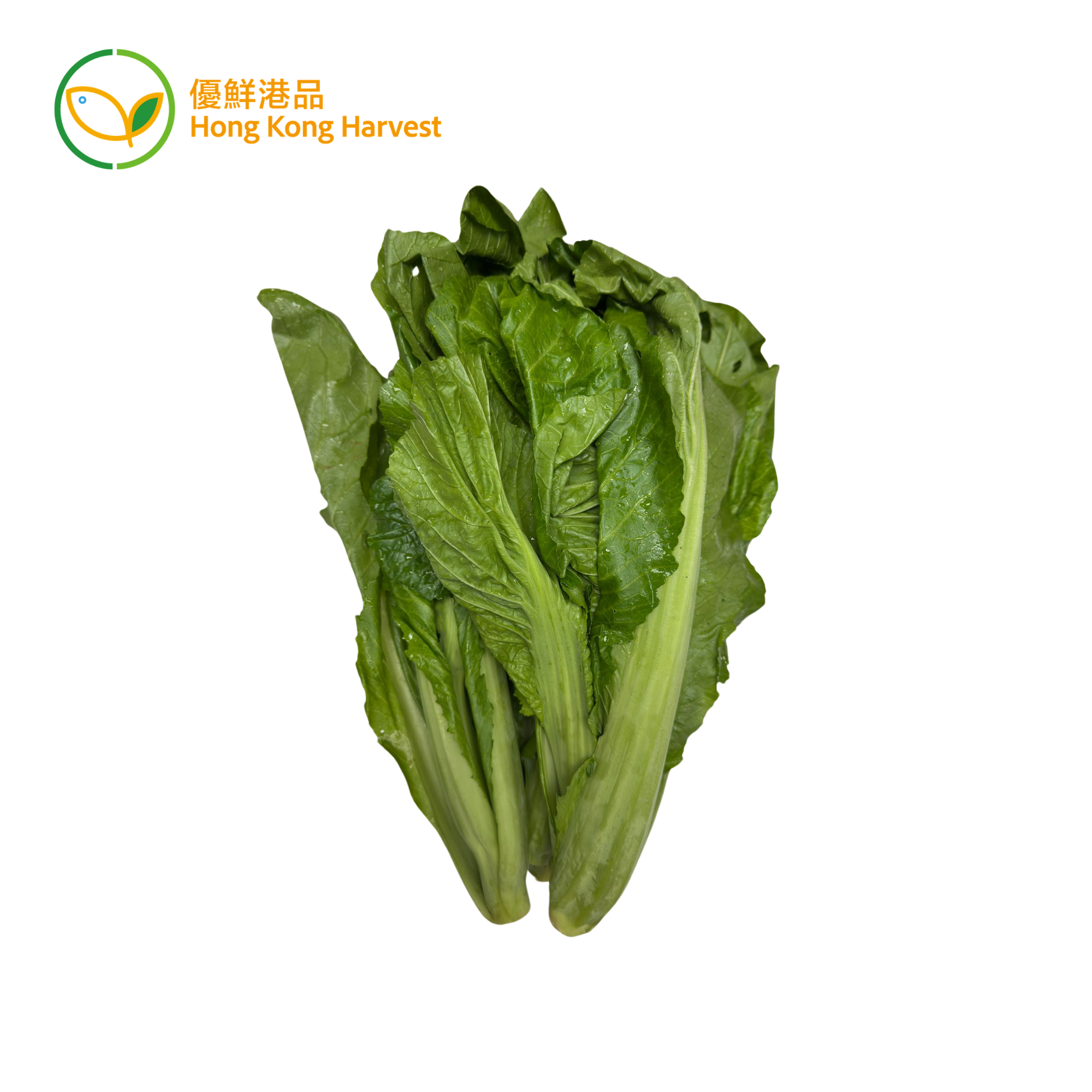 優鮮港品 - 本地有機芥菜（/長芥苗） (斤)