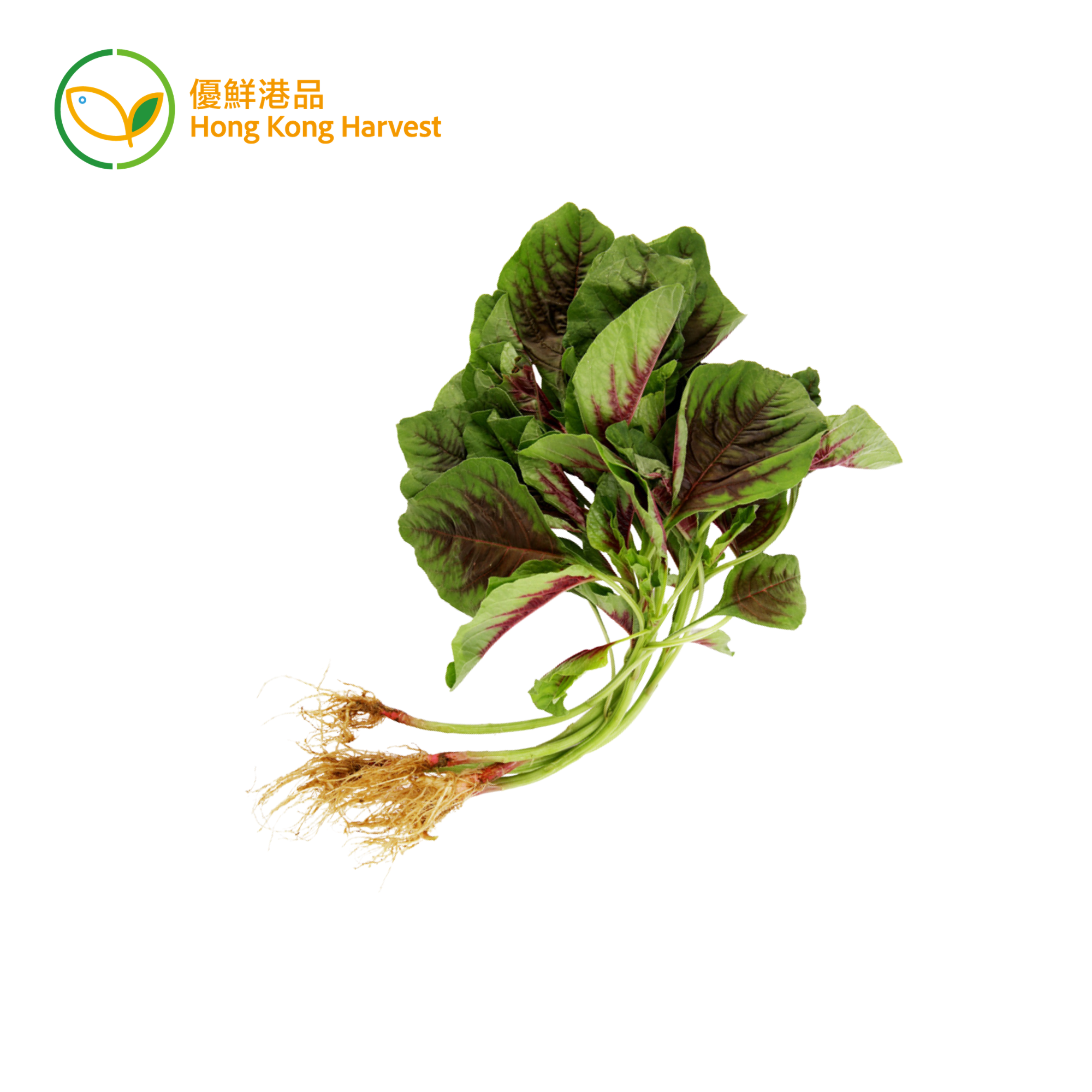 本地紅莧菜 (斤)