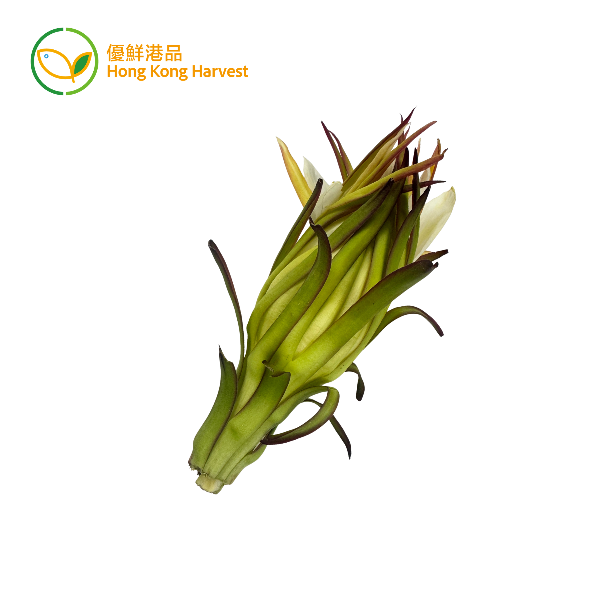 本地有機霸王花 (火龍果花)