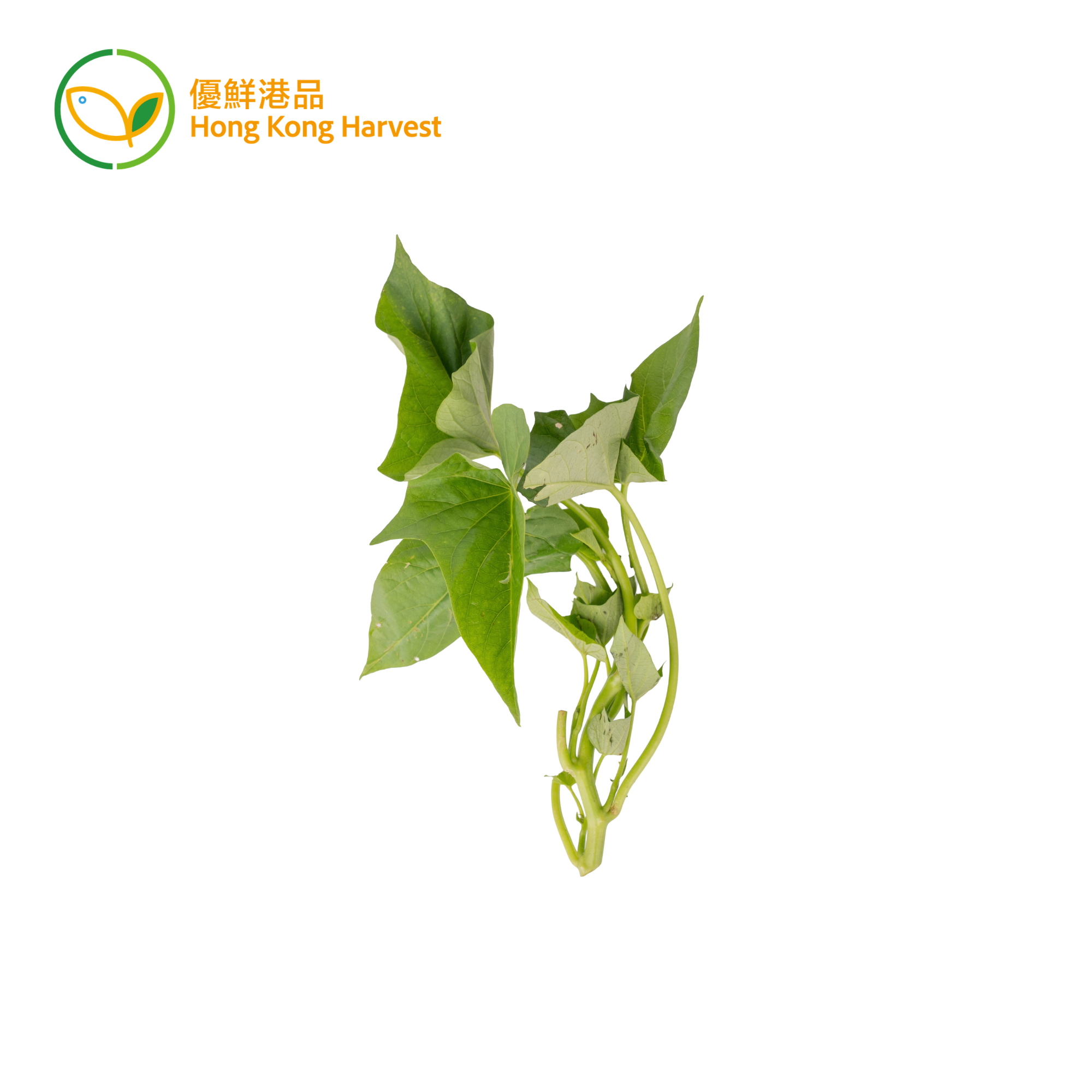 優鮮港品-本地有機蕃薯葉  600g（紫色/綠色）