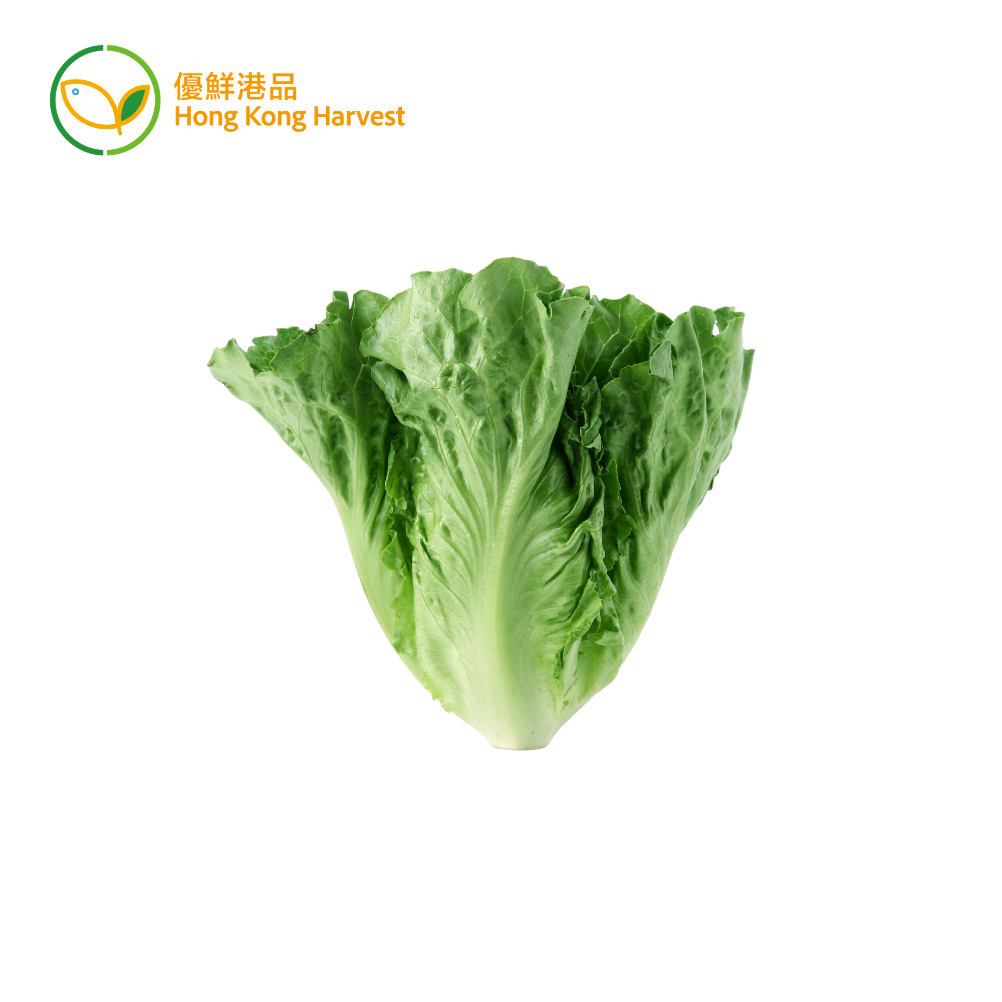 優鮮港品 - 本地有機意大利生菜 (斤)