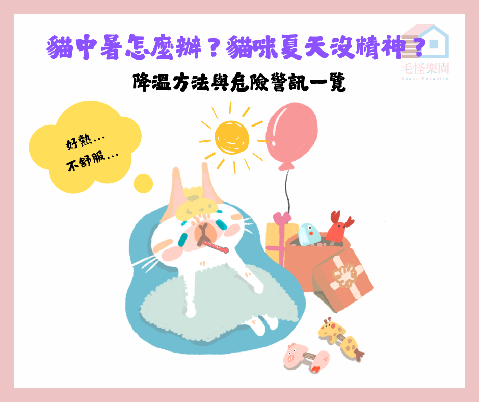 貓中暑怎麼辦?貓咪夏天沒精神?降溫方法與危險警訊一覽