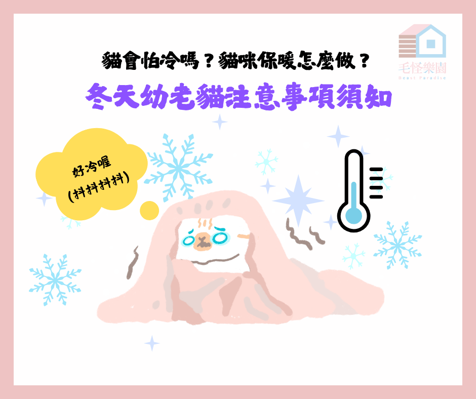 貓會怕冷嗎?貓咪保暖怎麼做?冬天幼老貓注意事項須知