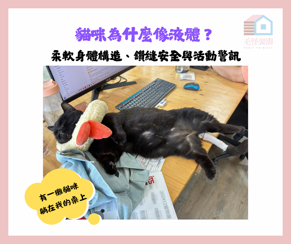 貓咪為什麼像液體?柔軟身體構造、鑽縫安全與活動警訊