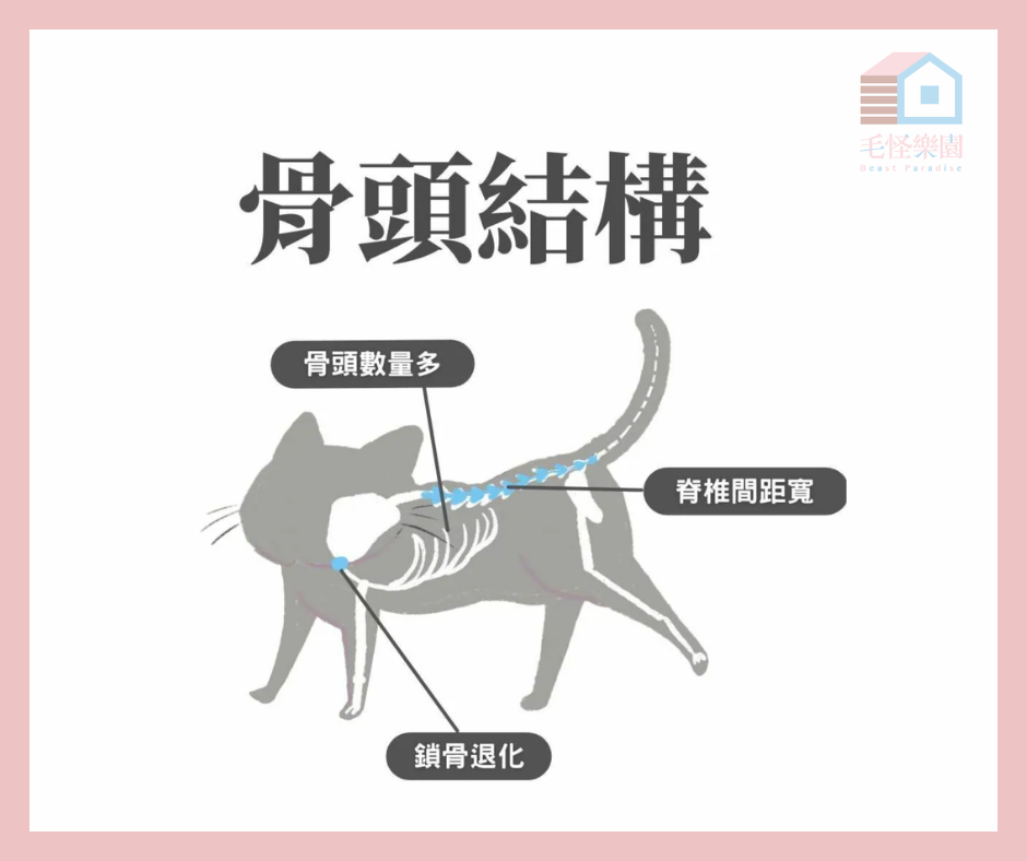 貓咪骨頭結構示意圖