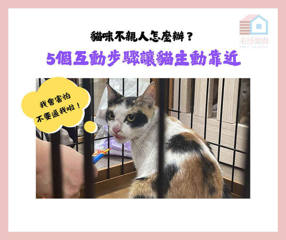 貓咪不親人怎麼辦?5個互動步驟讓貓主動靠近