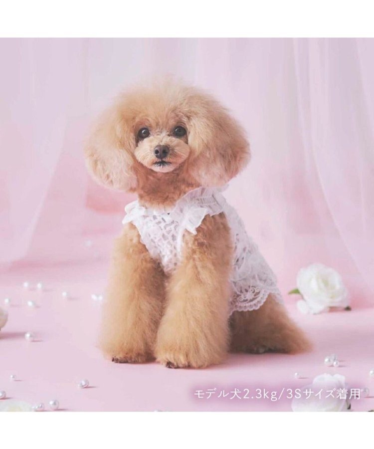 【Pet Paradise】chérir couture All-Lace Camisole - White <275-43240>