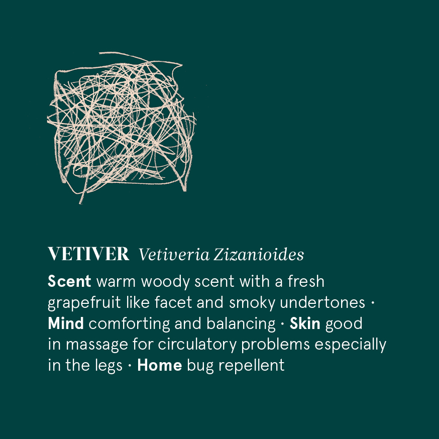 岩蘭草精油 Vetiver 精油磚圖卡