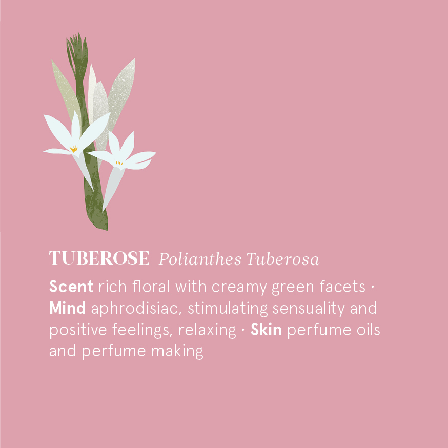 晚香玉精油 Tuberose 精油磚圖卡