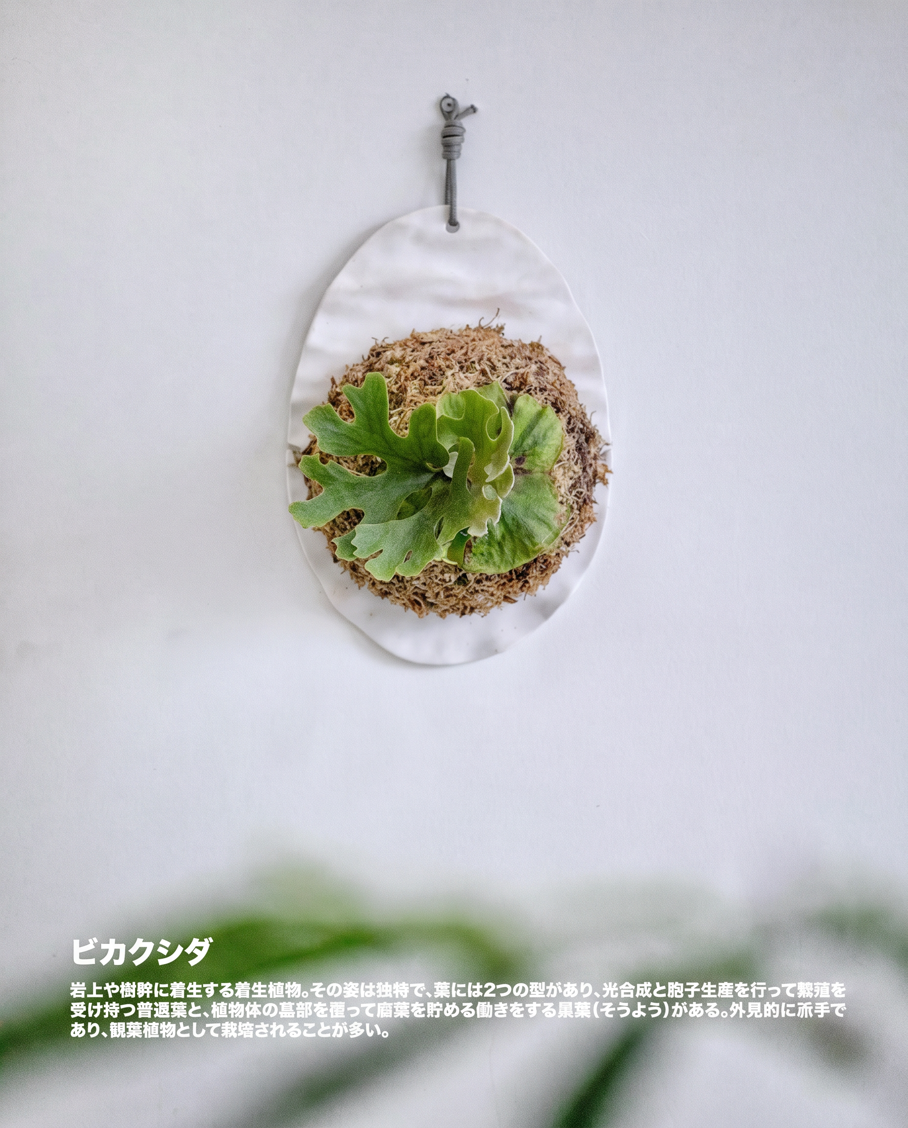 亞猴鹿角蕨 — 樹上的腦紋冠冕