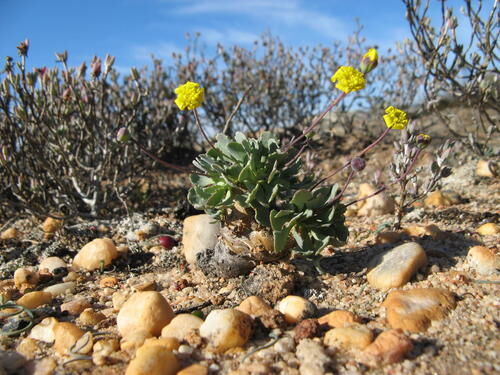 Othonna cacalioides