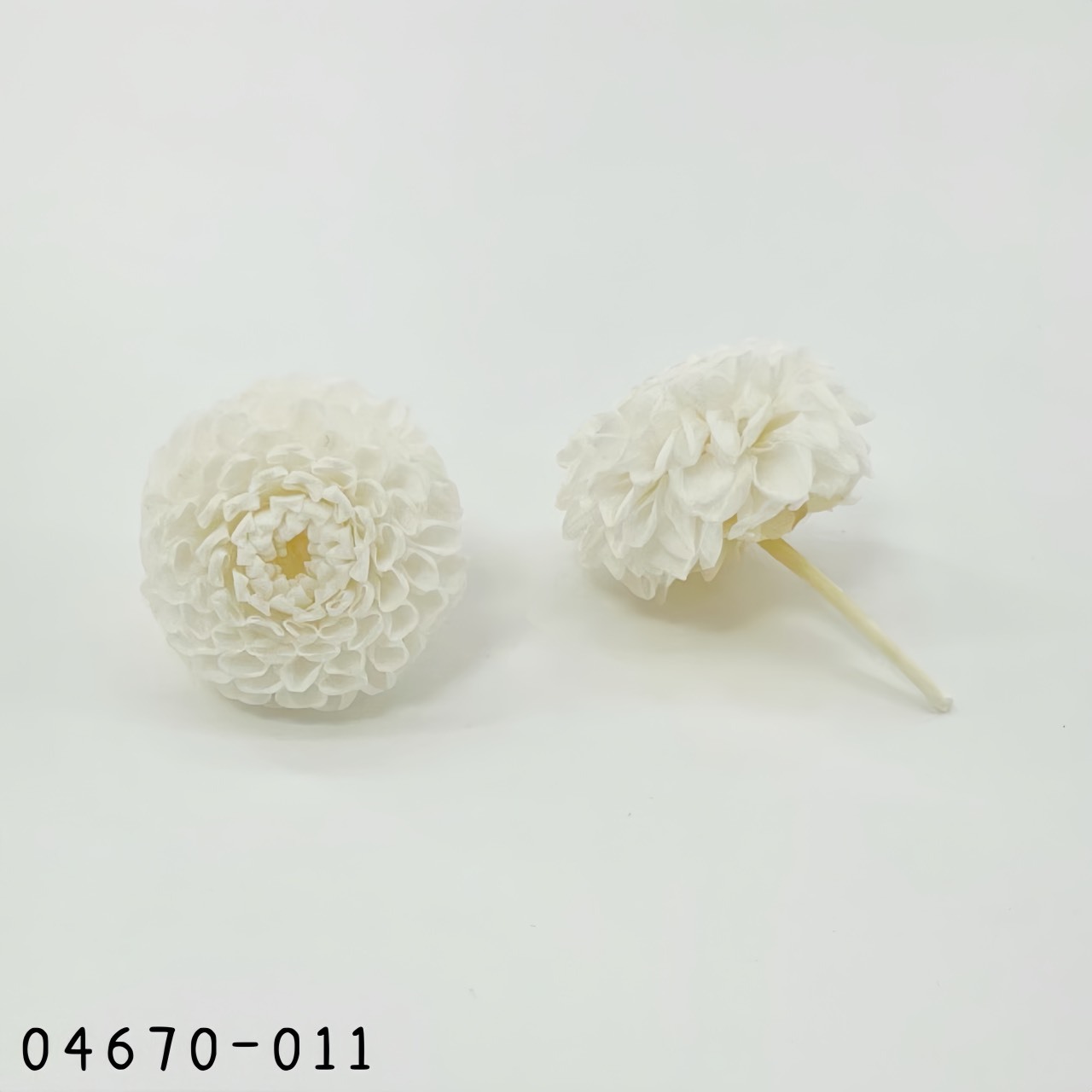 日本不凋迷你大理花 (9朵/盒) 04670-011《秋季新品》