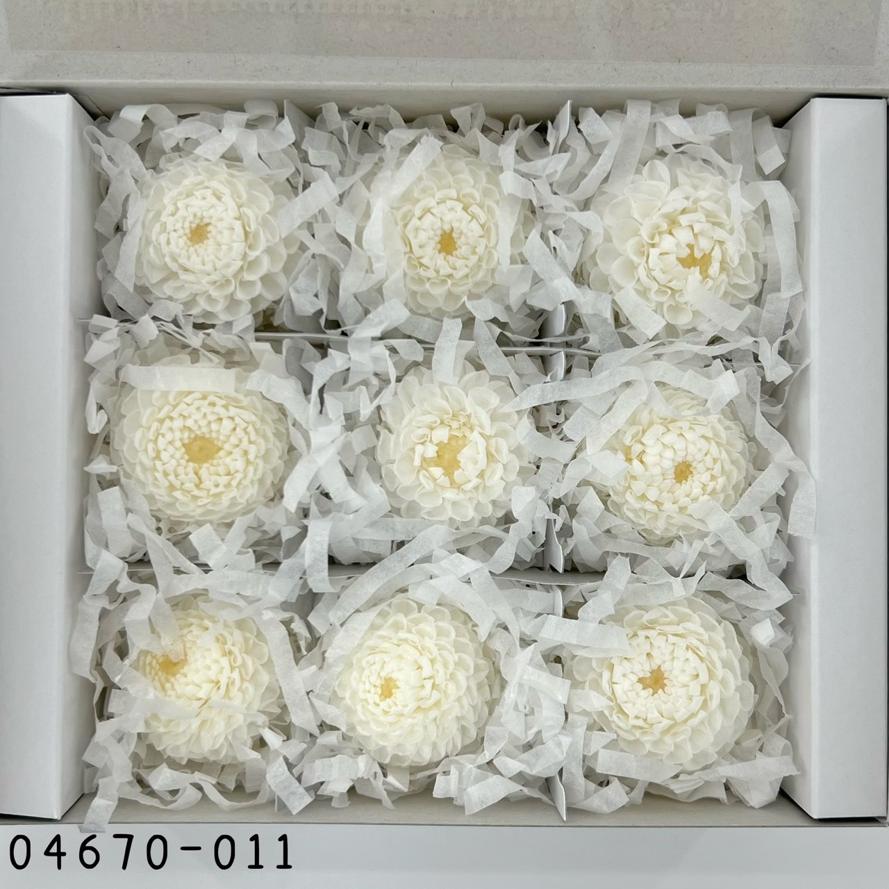 日本不凋迷你大理花 (9朵/盒) 04670-011《秋季新品》