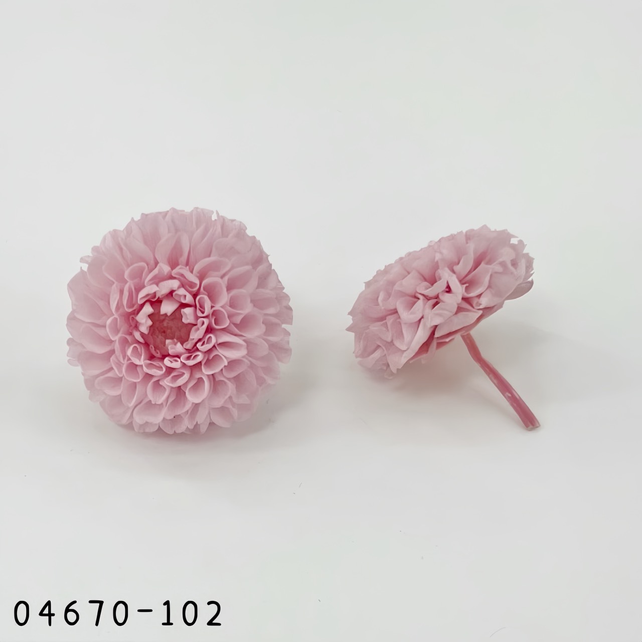 日本不凋迷你大理花 (9朵/盒) 04670-102《秋季新品》