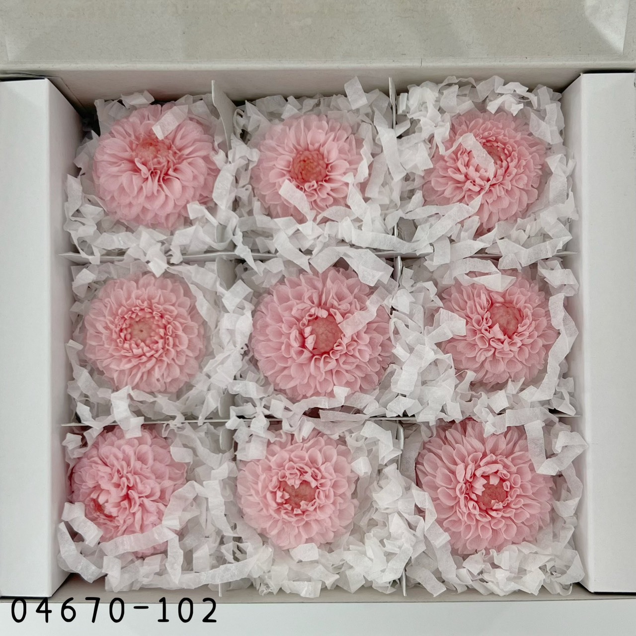 日本不凋迷你大理花 (9朵/盒) 04670-102《秋季新品》
