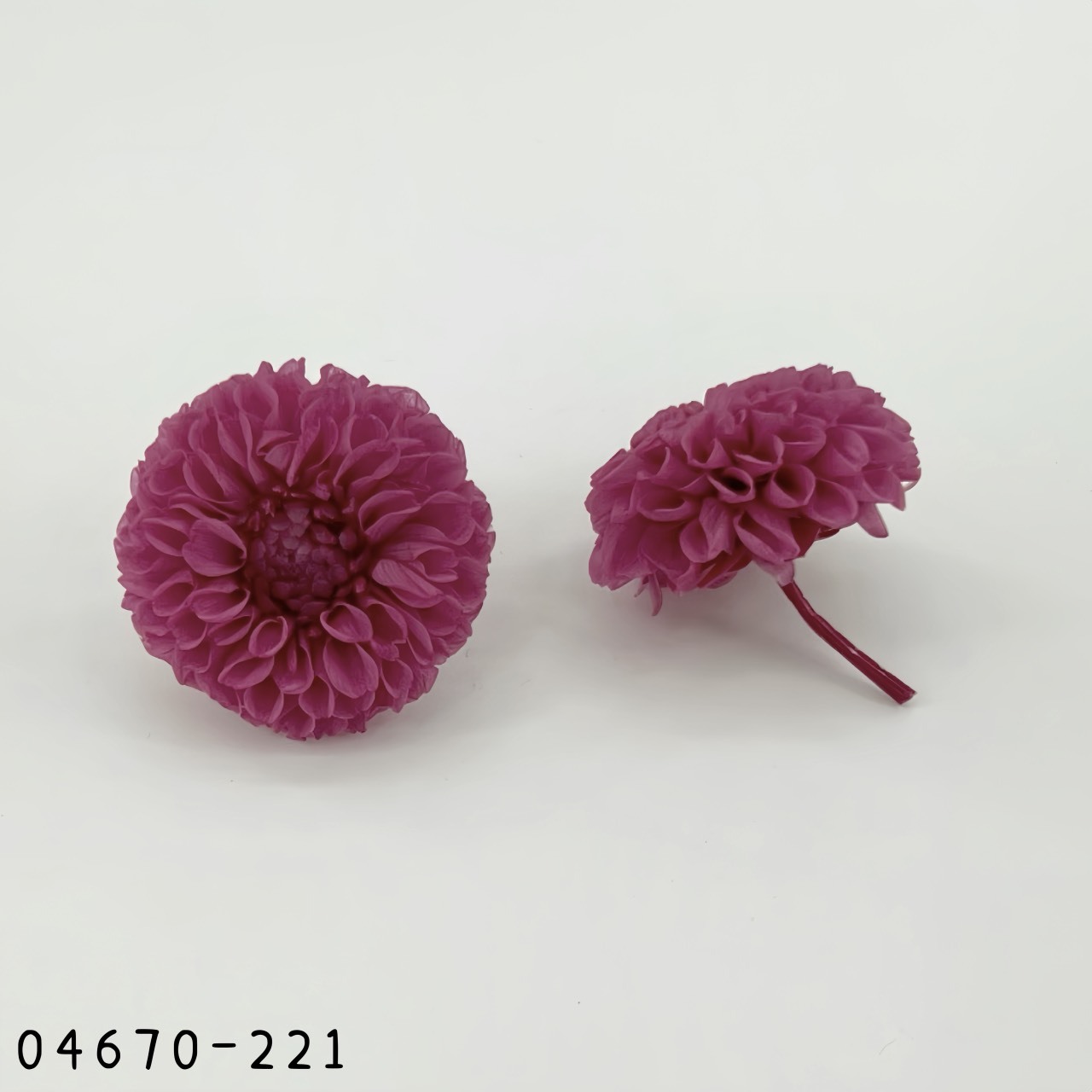 日本不凋迷你大理花 (9朵/盒) 04670-221《秋季新品》