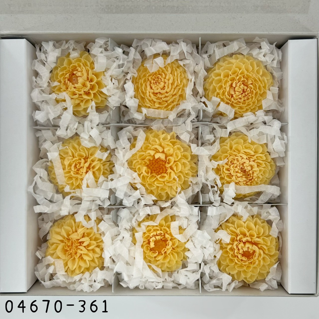 日本不凋迷你大理花 (9朵/盒) 04670-361《秋季新品》